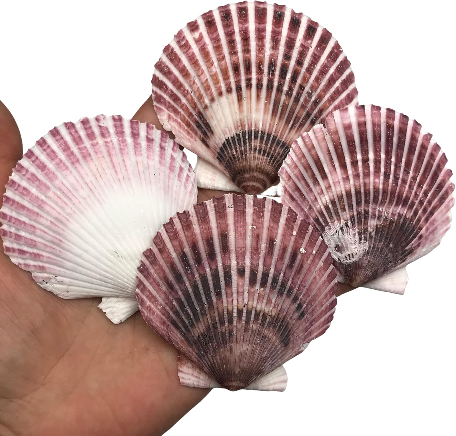 PEPPERLONELY 30 PC Pecten Purpuratus Scallop Sea Shells, 2 Inch ~ 3-1/4 Inch