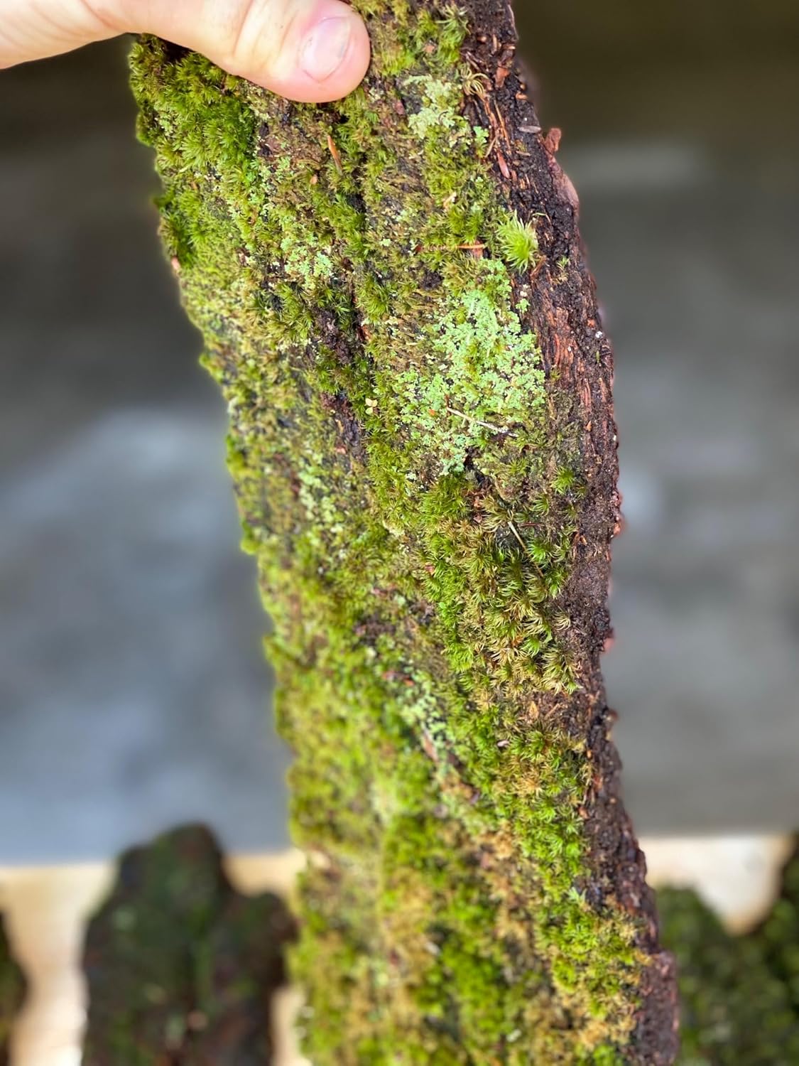 Natural Moss Covered Wood Shingles, Decorative Wall Panels for Terrariums, Aquariums, Green Living Decor 1Sq Ft 3pc