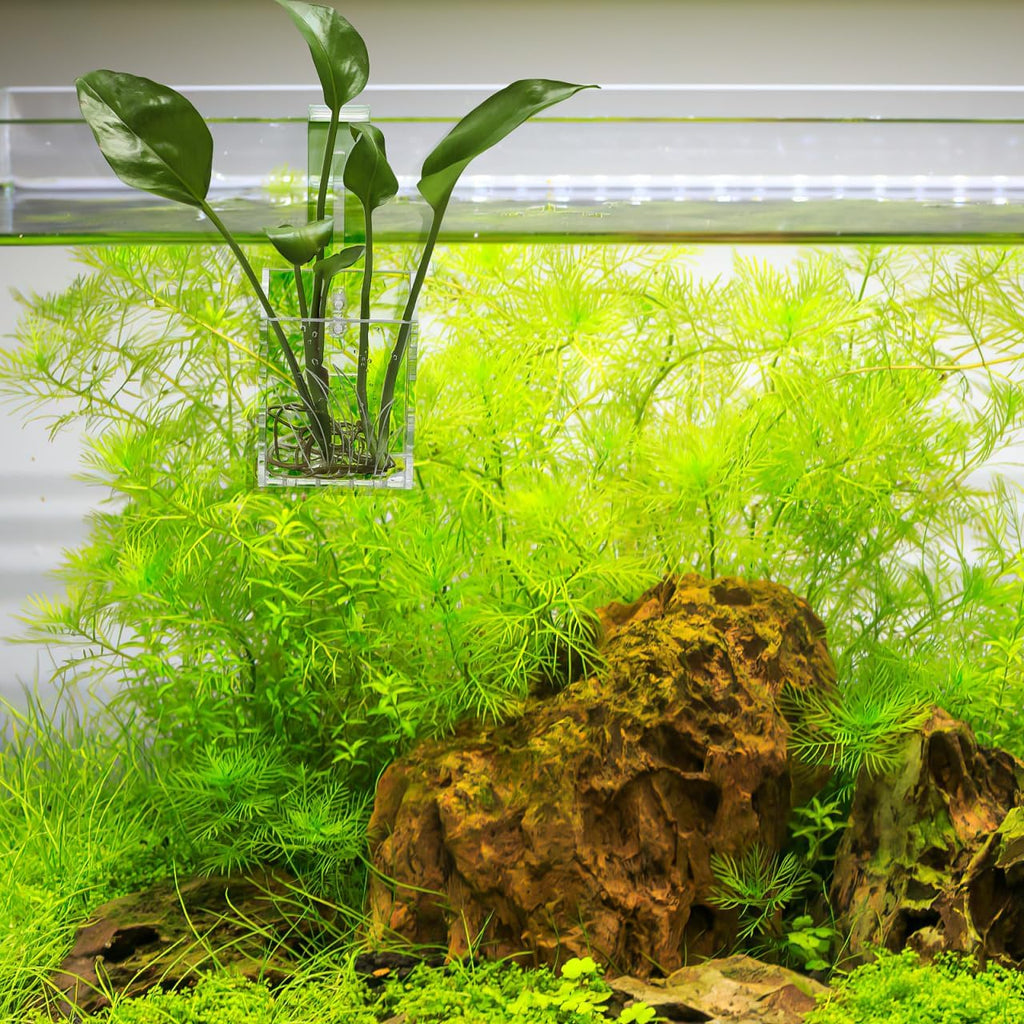 POPETPOP Hanging Aquarium Plant Holder : Transparent Acrylic Aquarium Planter with Hook Plant Holder for Fish Tank, 5.89X2.36X1.18in