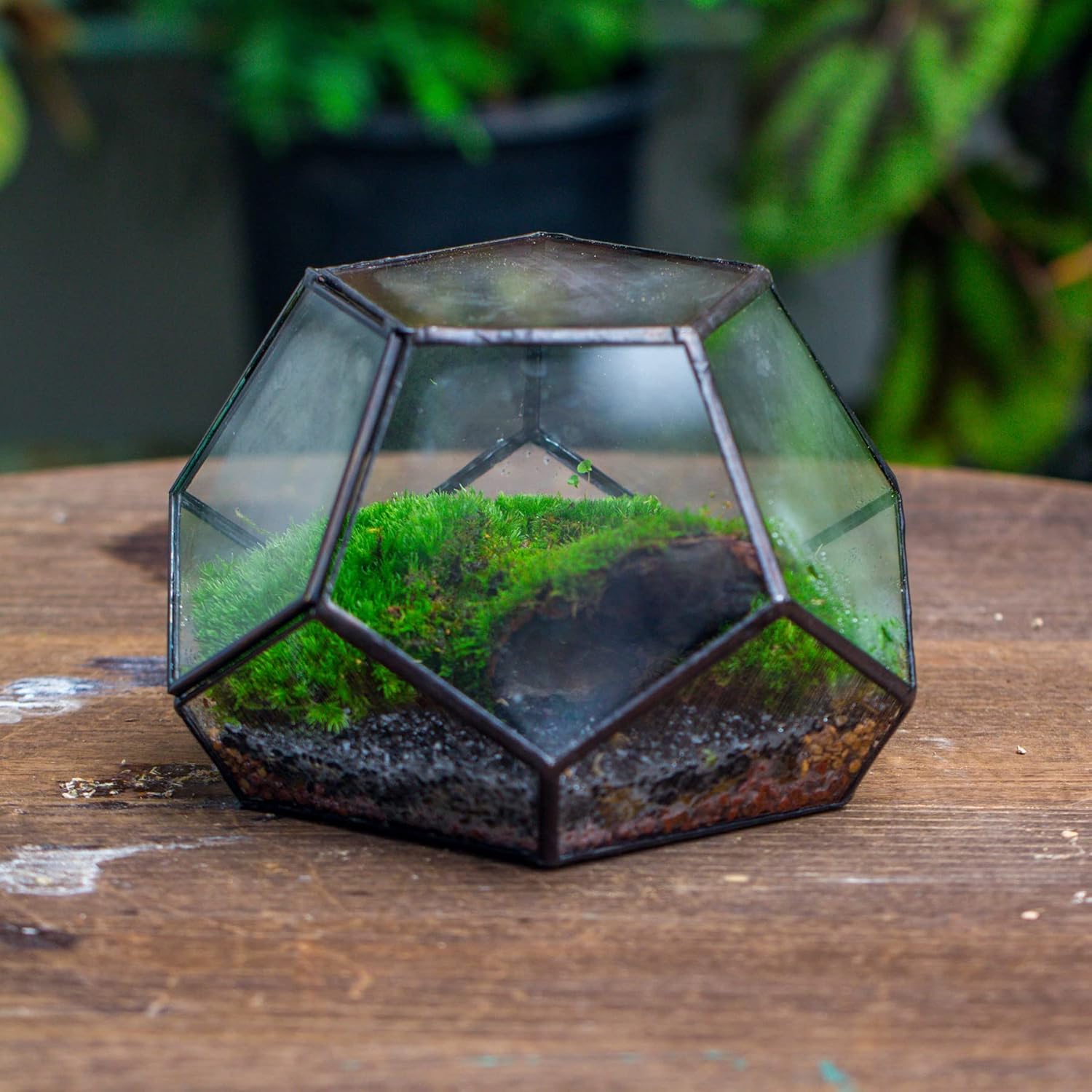 NCYP Small Glass Geometric Terrarium with Door -7.1x7.1x4.7 inches - Black Pentagon Closed Planter Pot for Succulents, Air Plants - Home Garden Office Tabletop Decoration Box (Terrarium Only)