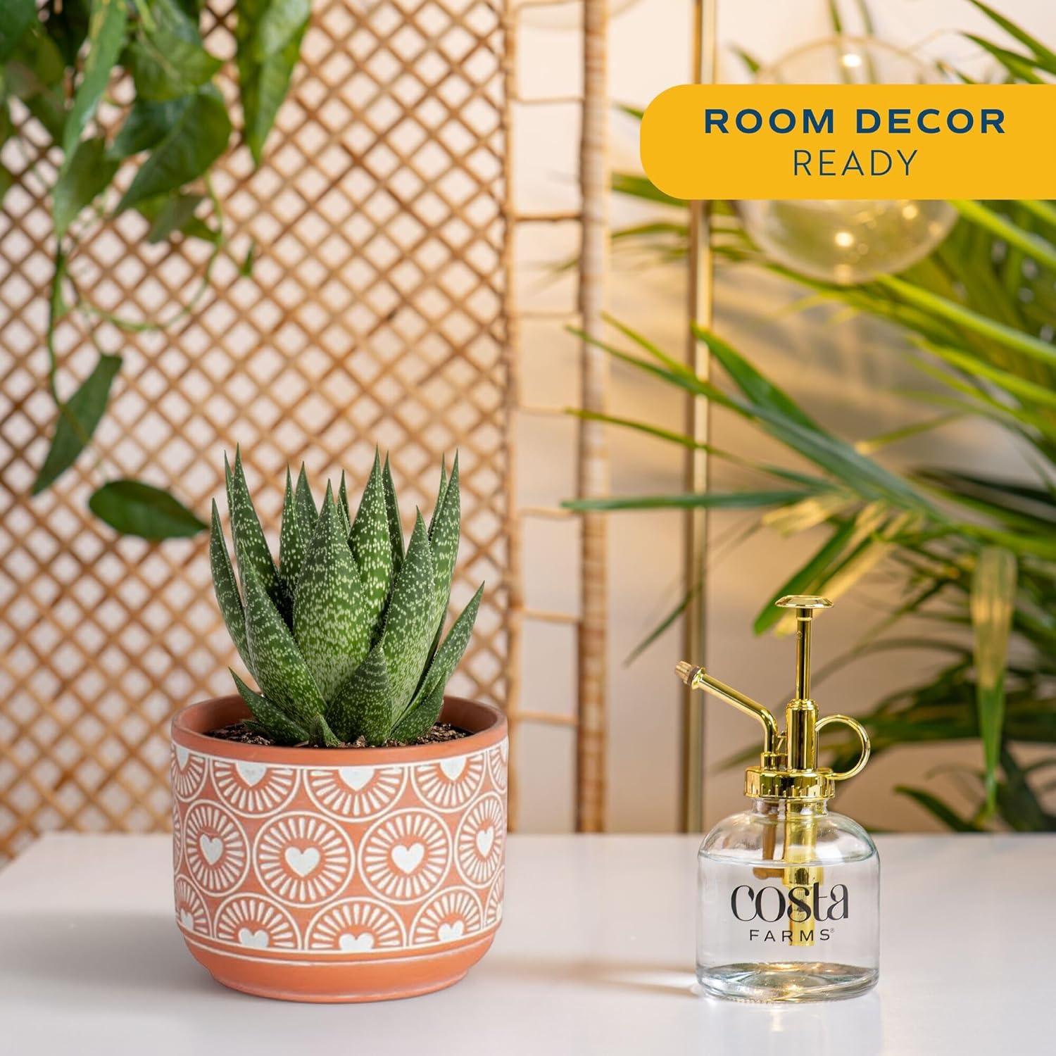 Costa Farms Live Succulent Plant, Easy to Grow Grower’s Choice Haworthia, Potted in Décor Plant Pot, Succulent Potting Mix, New House Plants Gift, 4-Inches Tall