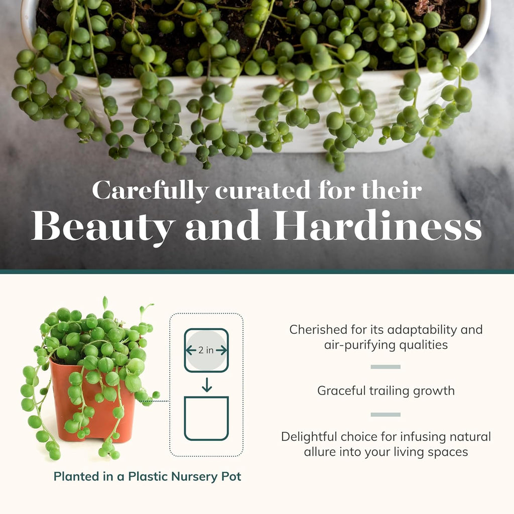 Shop Succulents String of Pearls Succulent Plant 2" Grow Pot Pack of 100