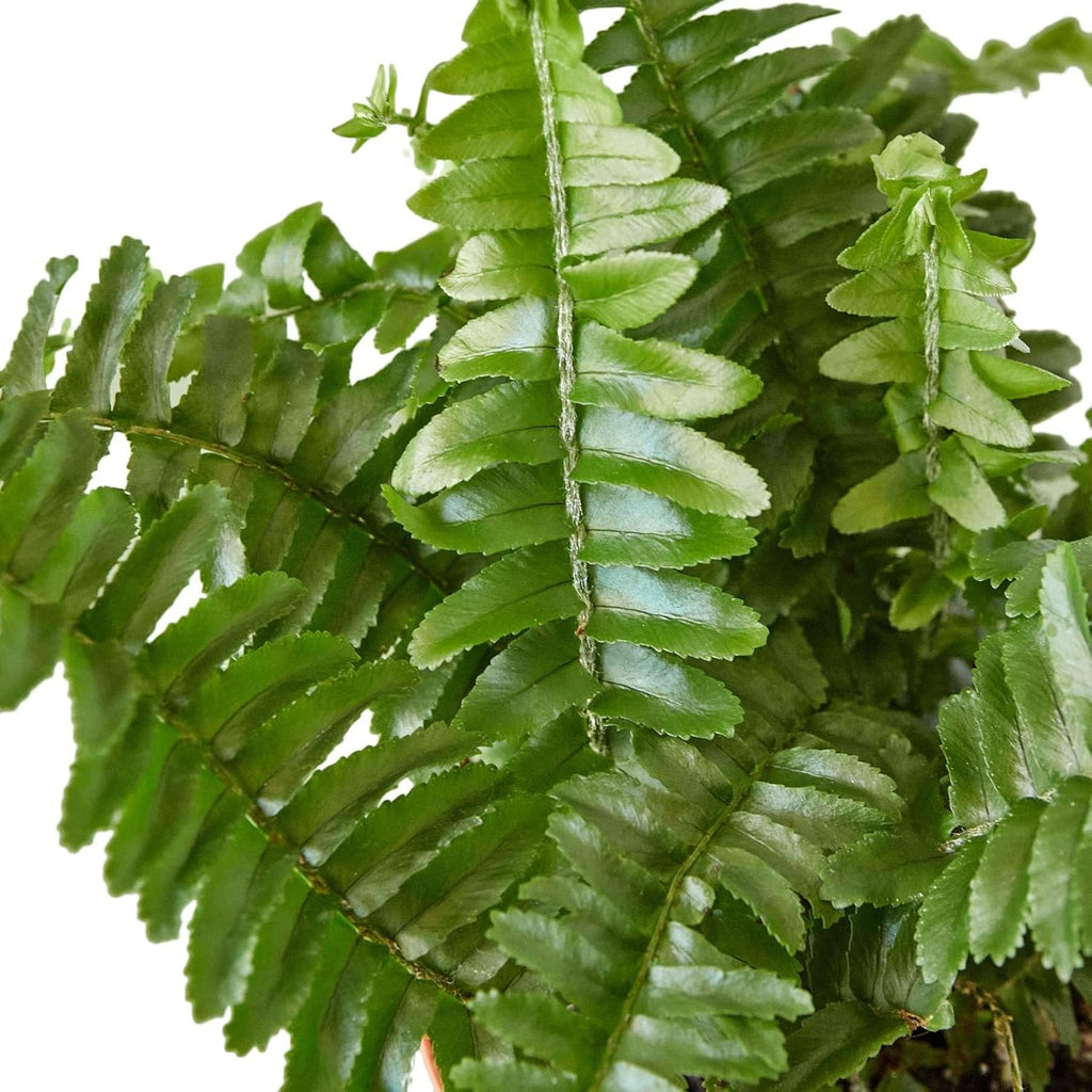Jester's Crown Fern Live Plant for Indoor | Different Houseplants in 4'' & 6'' Pot | Real House Plant for Living Room, Office, Desk & Bathroom | Boston Fern | Sunjest Sword Fern