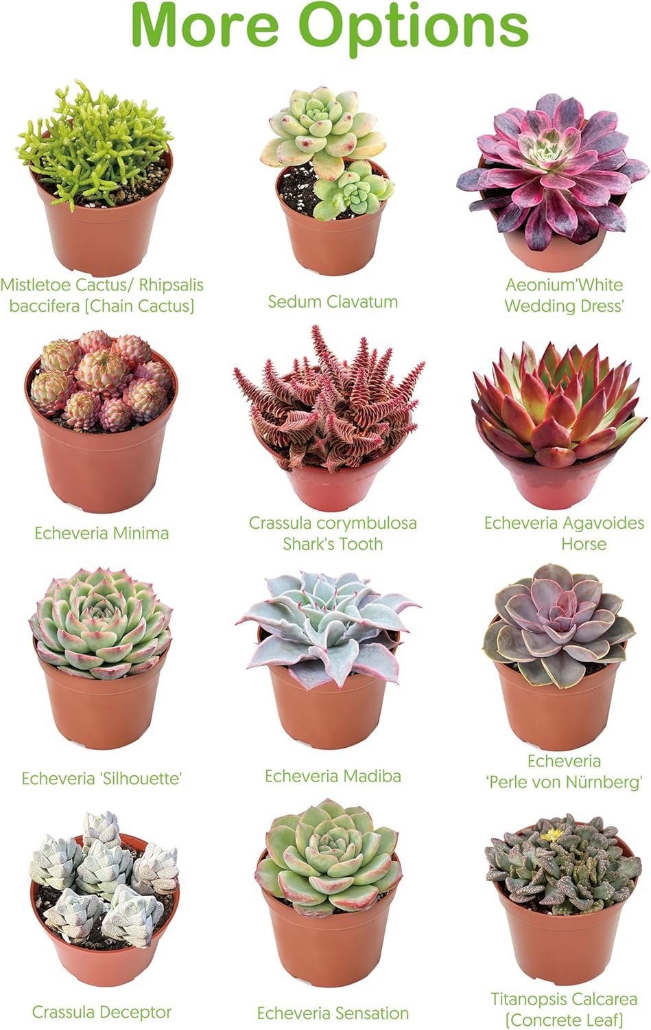 Live Succulents Crassula Baby's Necklace (4-inch), Succulent Plants Fully Rooted in Pots with Soil, Easy-Care House Plant for DIY, Home Office Decor, Wedding Party Favor