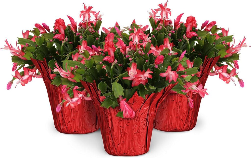 Green Circle Growers 3-Pack Live Christmas Cactus Plants in Red Pot Covers – Festive Holiday Décor & Gift