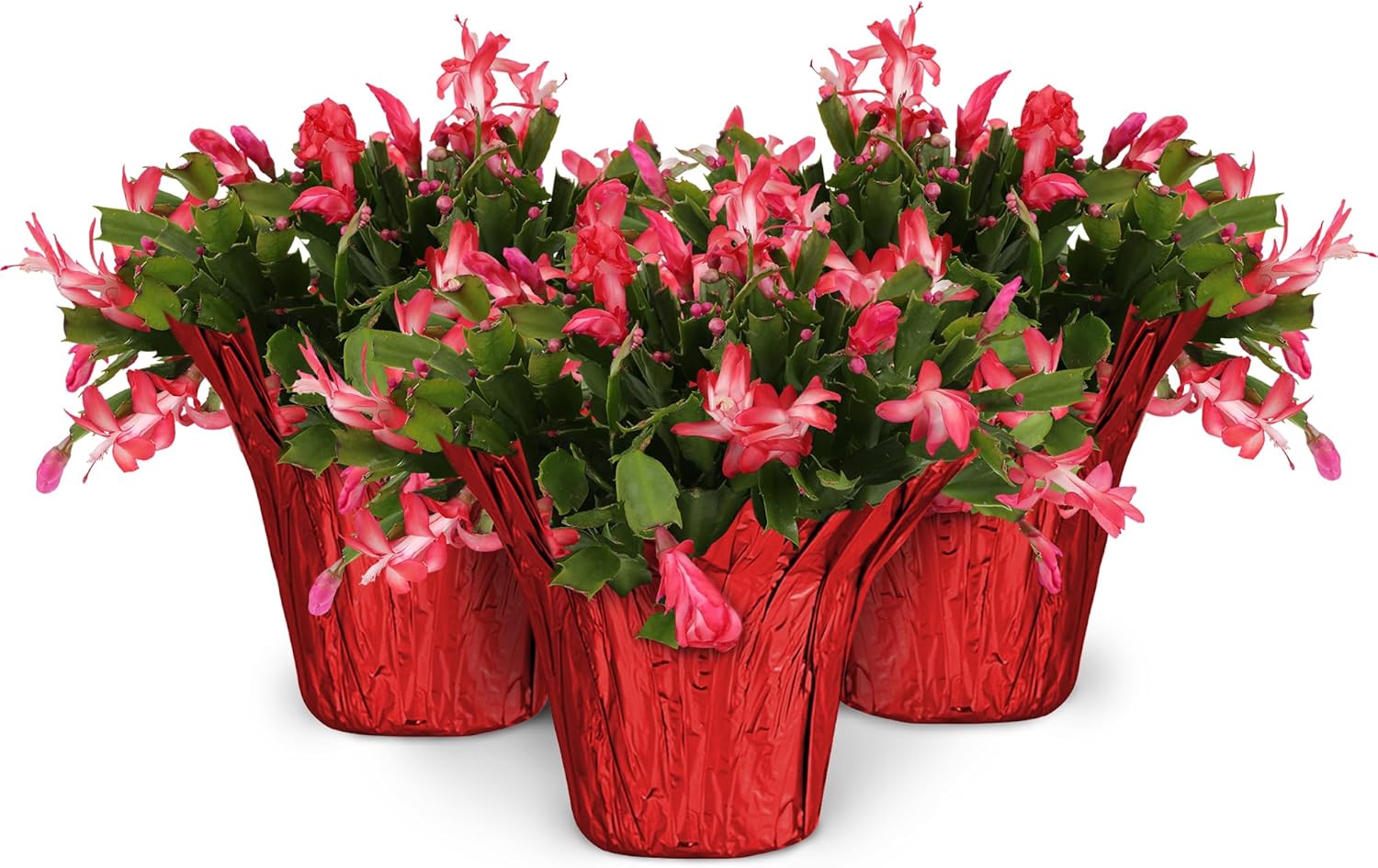 Green Circle Growers 3-Pack Live Christmas Cactus Plants in Red Pot Covers – Festive Holiday Décor & Gift