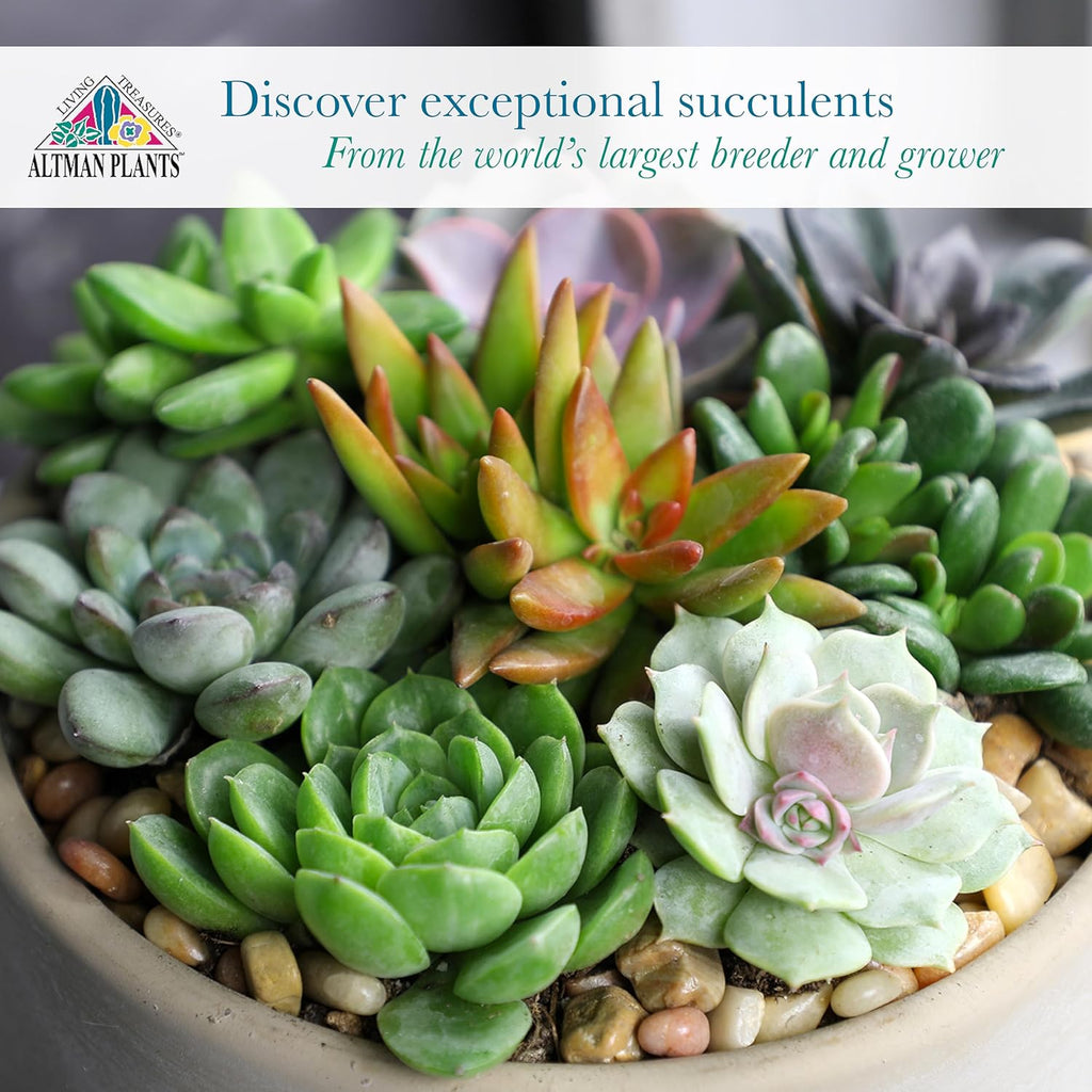 Altman Plants Premium Bulk Succulent Plants (50 Pack), 5 Unique Live Succulents in Sets of 10, Assorted Colors & Shapes, 2 in Pots