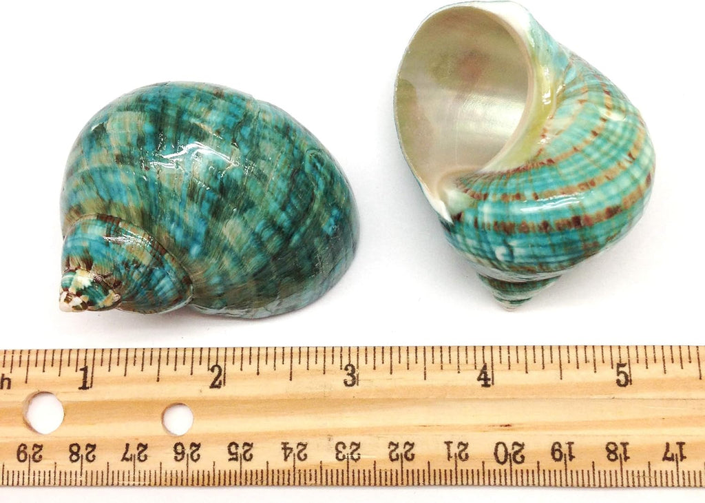 PEPPERLONELY 2 PC Natural Large Hermit Crab Shells, Green Blue Gade Turbo, 2-1/2 Inch ~ 3 Inch