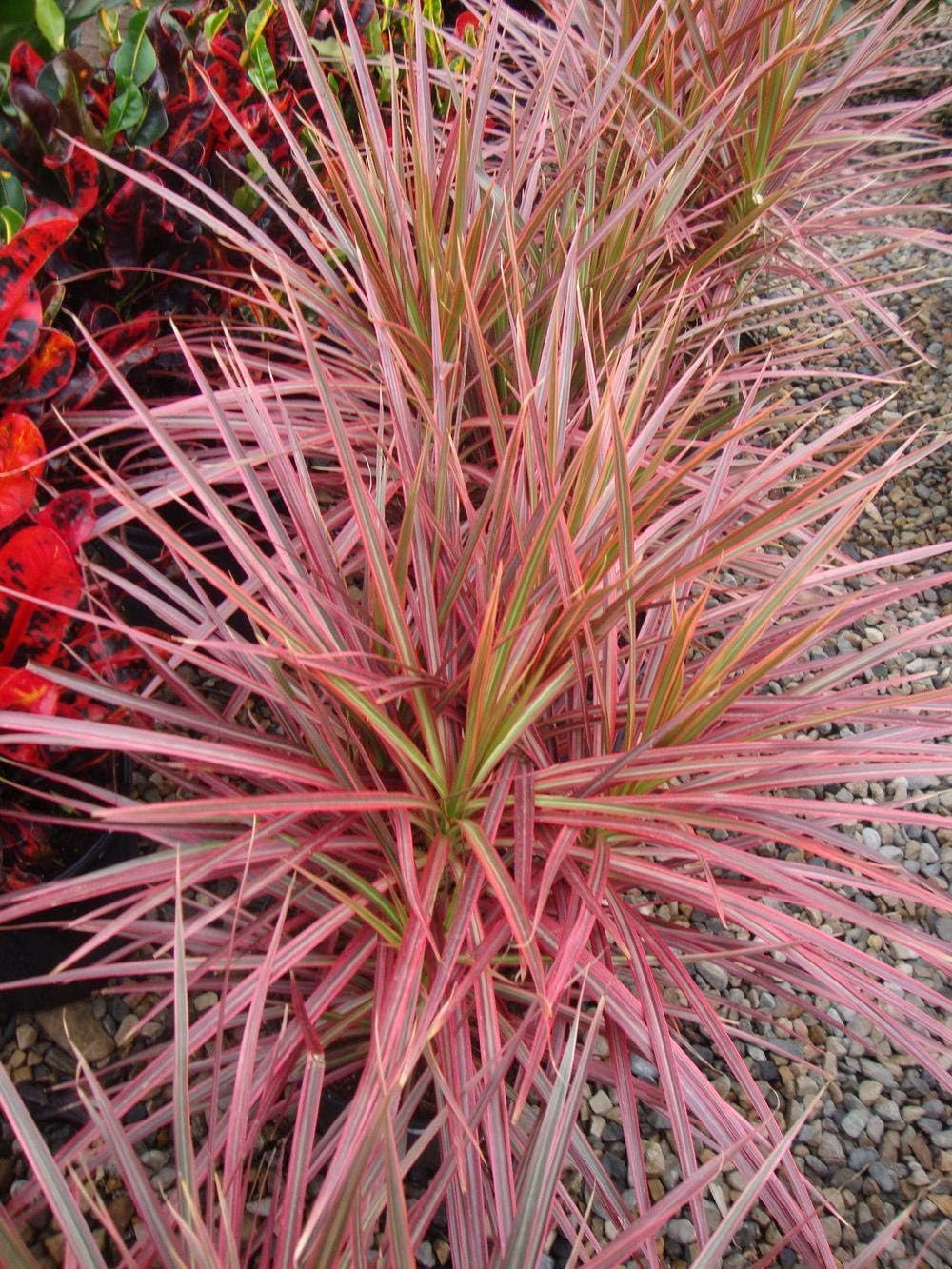 Dragon Tree - 5 Live Plants in 6 Inch Pots - Dracaena Marginata Colorama - Easy Care Indoor Air Cleaning Plant