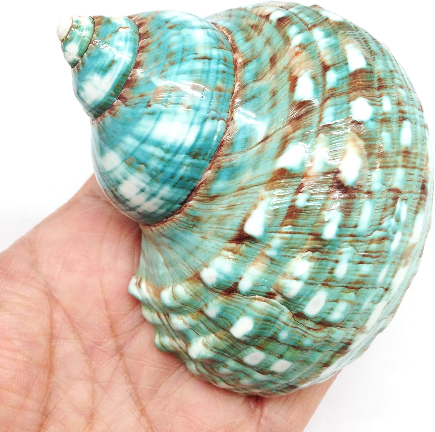 PEPPERLONELY Green Blue Gade Big Turbo Sea Shells, Large Hermit Crab Shells, 3 Inch ~ 3-1/2 Inch