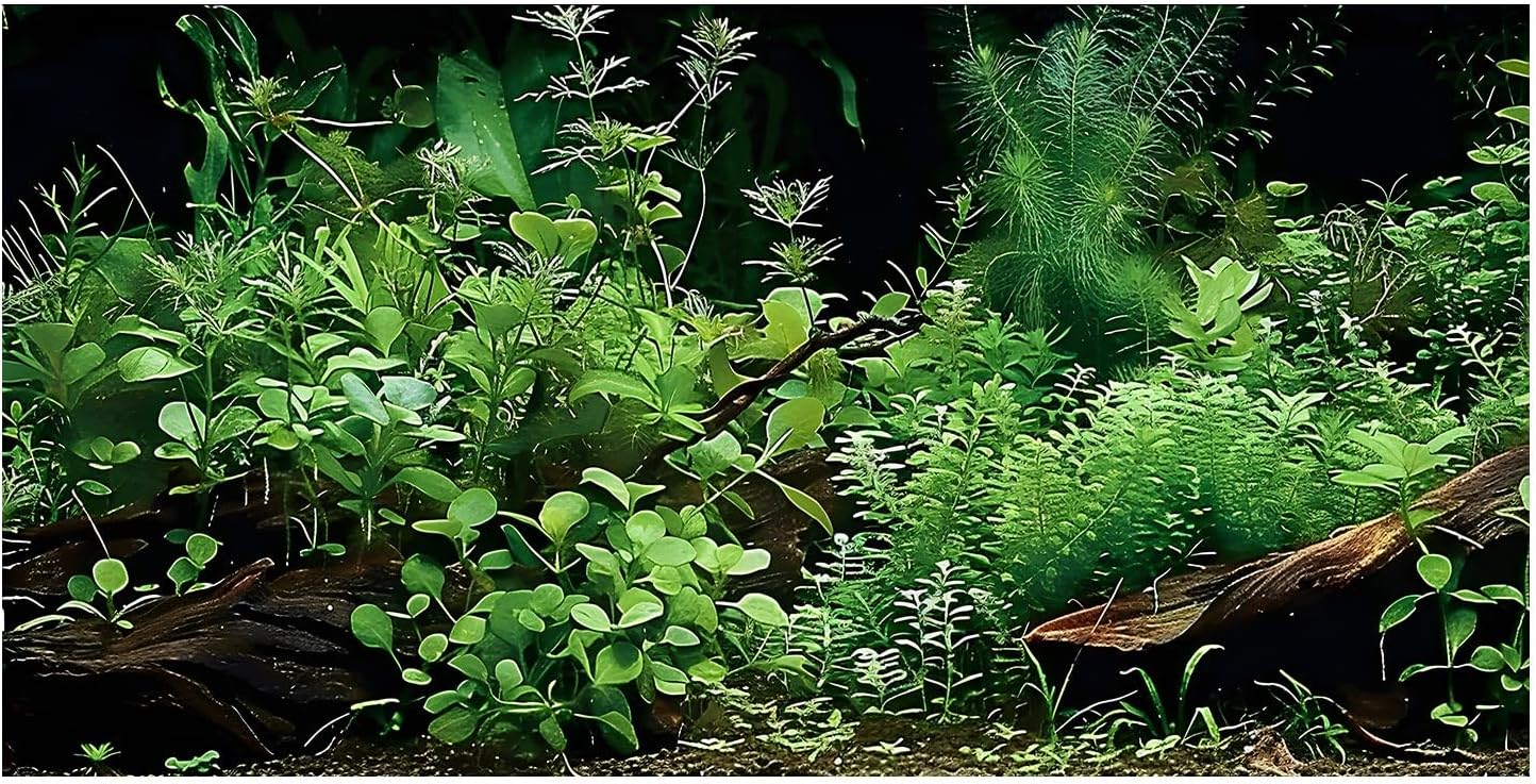 Aquatic Plant Aquarium Background, River Bed & Lake Tropical Undersea Tree BranchFish Tank Background, 6 EVA Double-Sided Tapes 36x18 inches/90x45