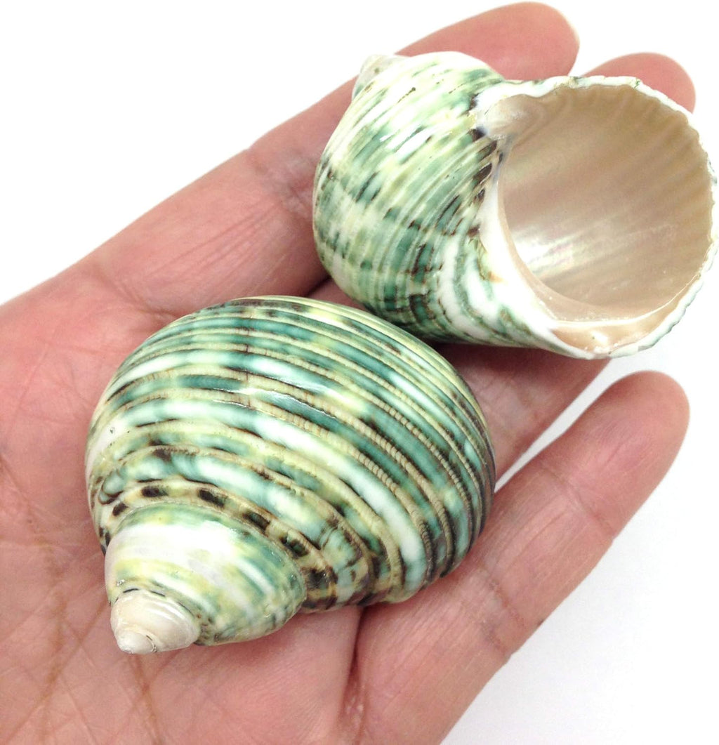 PEPPERLONELY 5 PC Natural Hermit Crab Shells, Polished Green Turbo Sea Shells, 1-3/4 Inch ~ 2-1/4 Inch