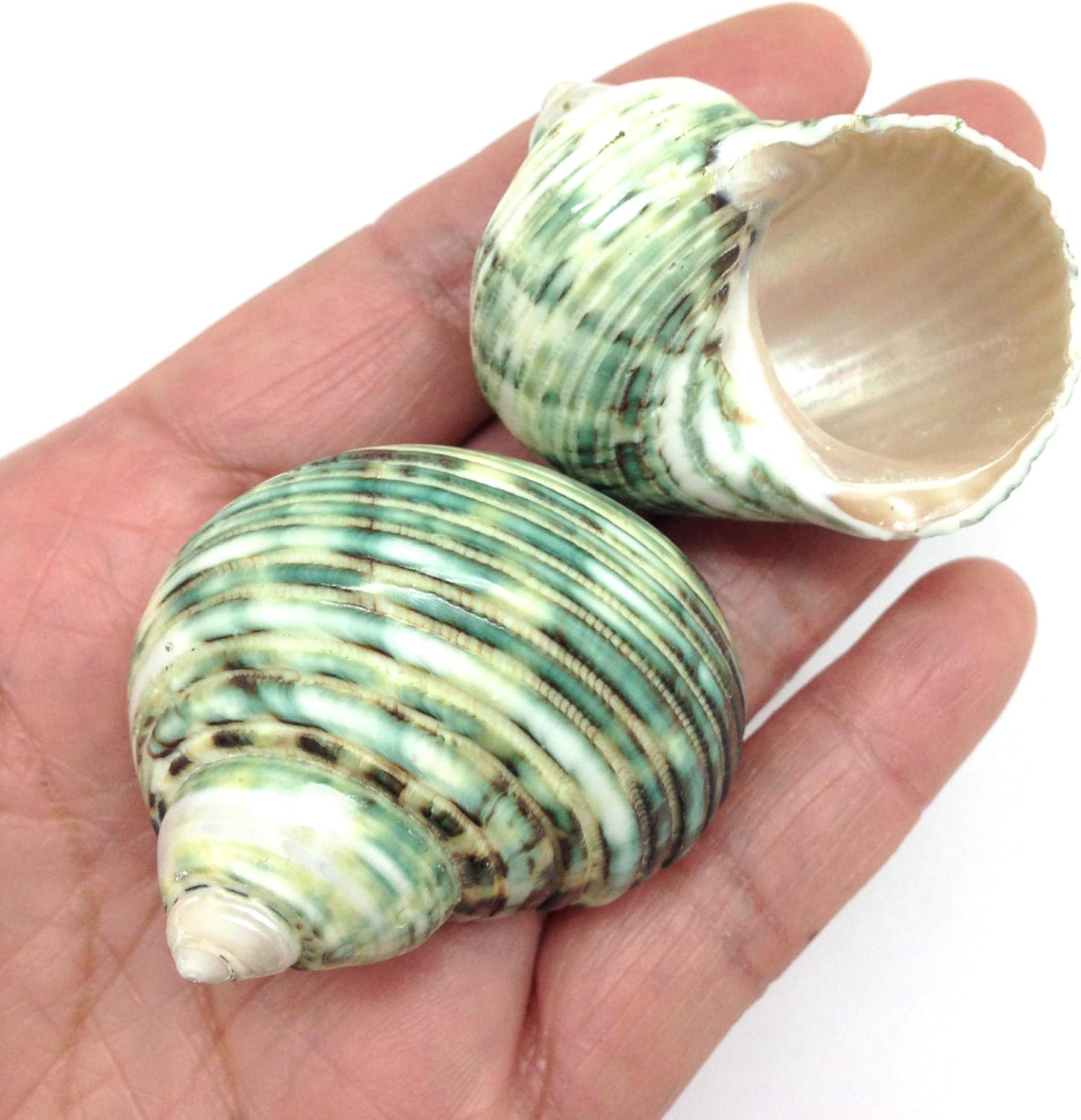 PEPPERLONELY 5 PC Natural Hermit Crab Shells, Polished Green Turbo Sea Shells, 1-3/4 Inch ~ 2-1/4 Inch