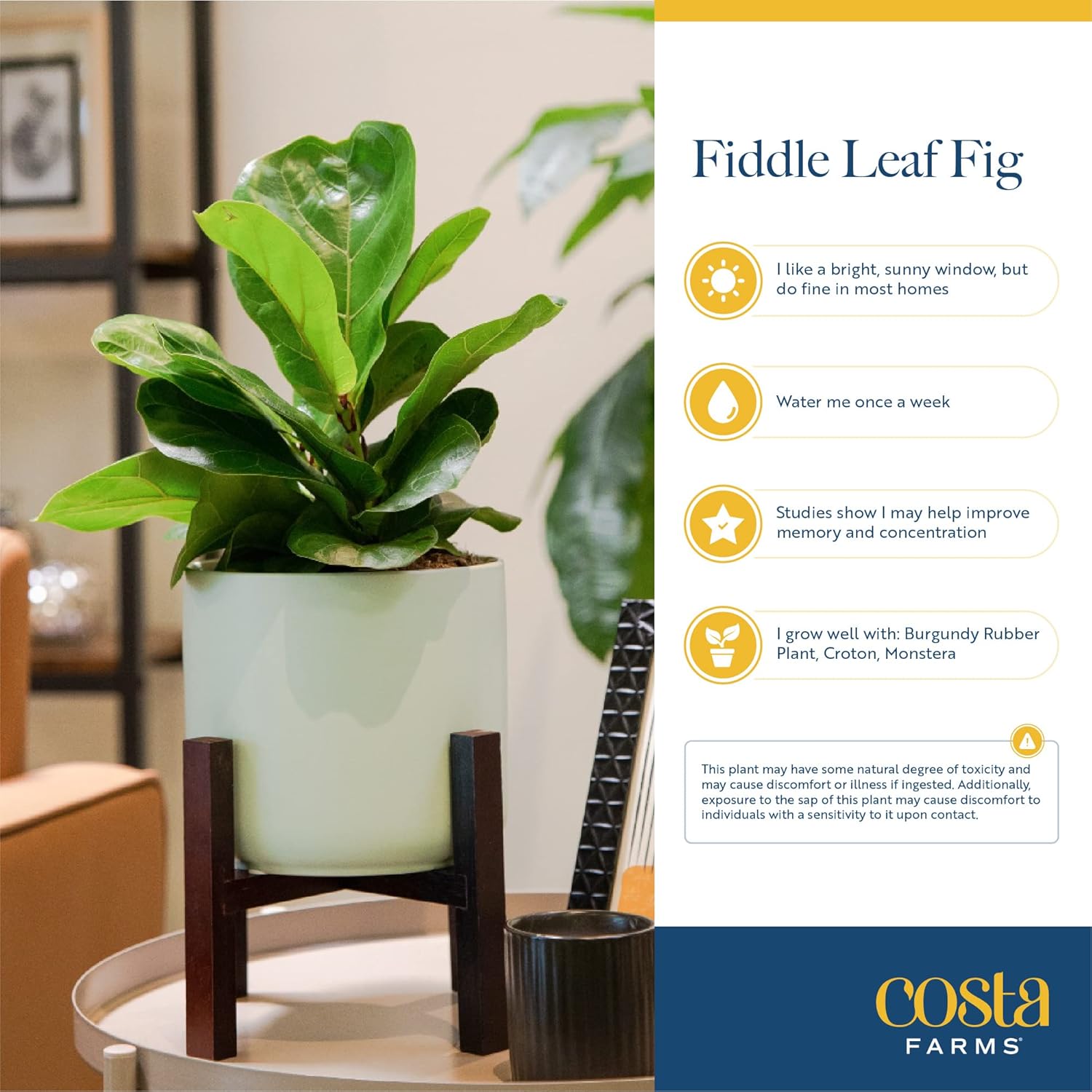 Costa Farms Fiddle Leaf Fig Tree Live Plant, Little Ficus Indoor Plant in Modern Decor Planter, Houseplant Potted in Potting Soil, Birthday, Housewarming, Home Decor, 1-Foot Tall