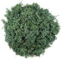 3.5 oz Artificial Moss for Plants Indoor, Fake Preserved Reindeer Moss for Centerpieces Home Decor Potted Plants Crafts Wedding Wall Decor(Grass Green)