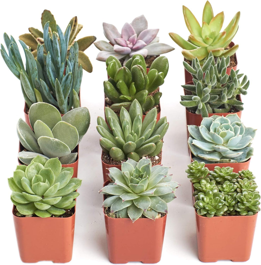 Shop Succulents Unique Succulent Plant Pack Collection - Live Mini Succulent Plants, Low Maintenance, Exceptional Colors & Textures - Wedding and Party Favors, Gift & Garden, Pack of 12
