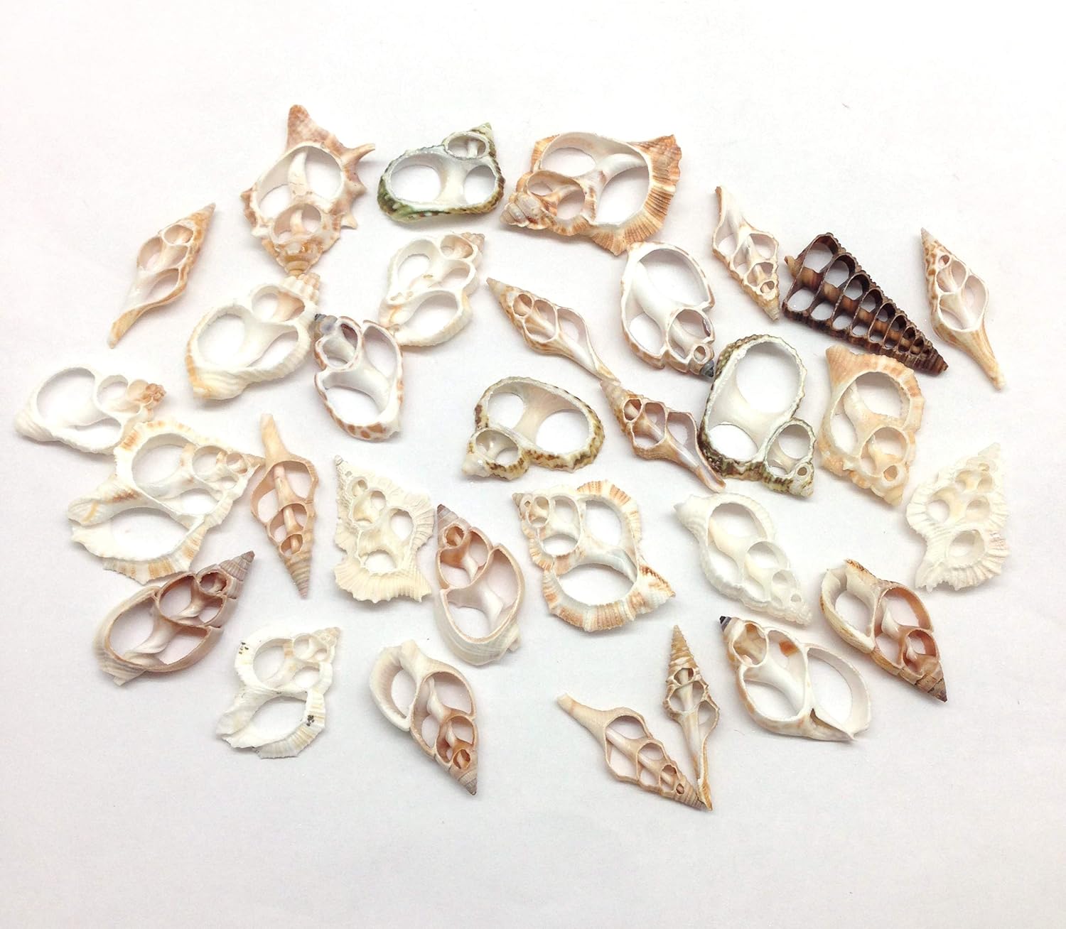PEPPERLONELY 30PC Center Cut Assorted Mixed Small Sea Shells, 1 Inch ~ 1-1/2 Inch