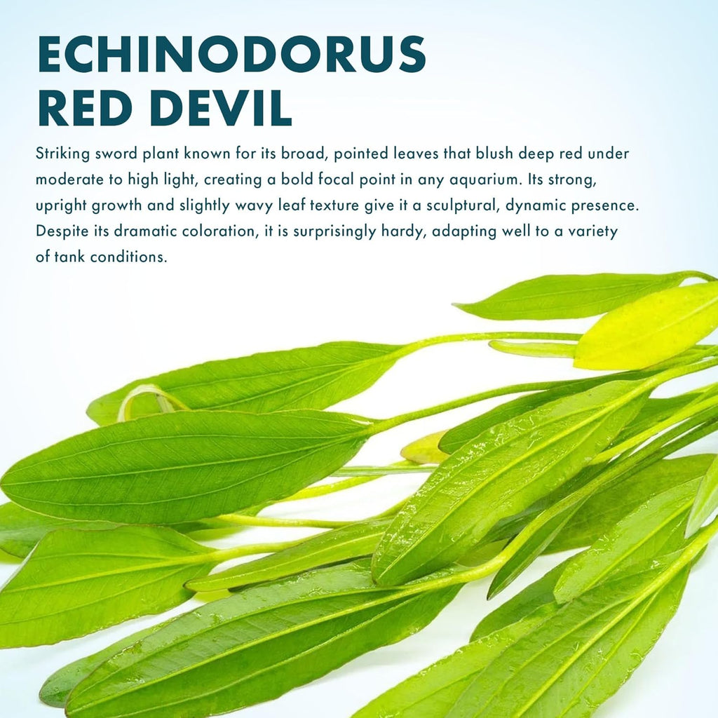 SubstrateSource Echinodorus Red Devil Sword Live Plant for Freshwater Aquariums, Natural Fish Tank Decorations, and Aquatic Decor (1 Pot (2-3 Plants))