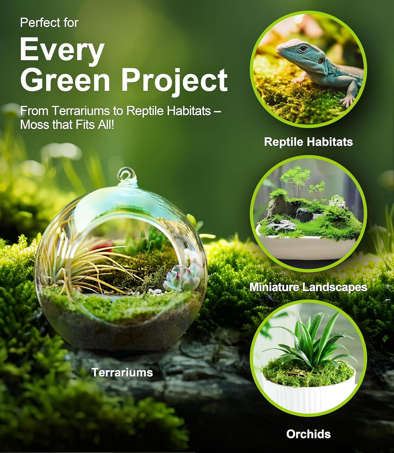 Live Moss – Racomitrium Moss (3 Sheets, Each Approx. 3.5"x7") for Terrariums, Moss Balls, Vertical Decor & Natural Plant Layouts – Naturally Grown, Reusable, Not Artificial