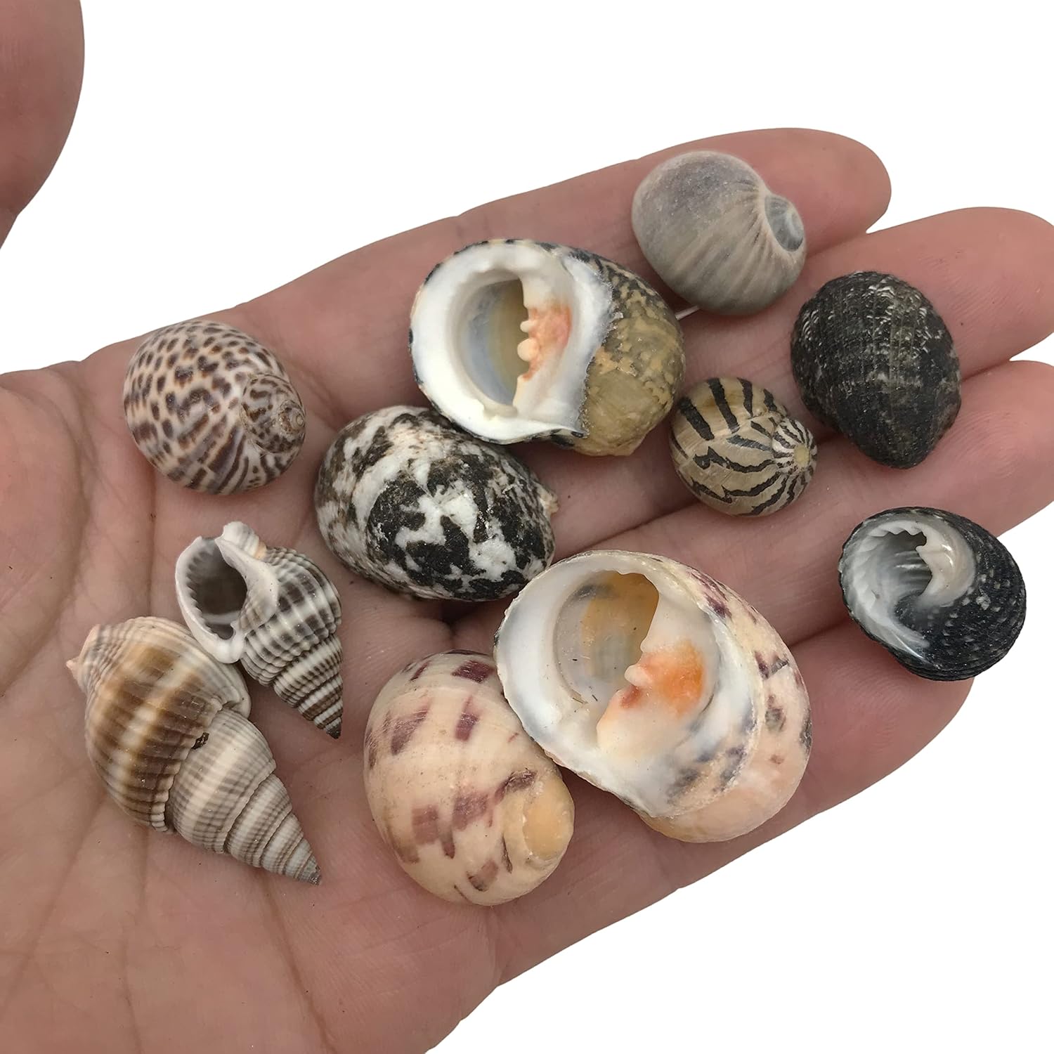 PEPPERLONELY Small Mix Sea Shells, Very Clean, 6 OZ Apprx., 1/2 Inch ~ 1-1/4 Inch