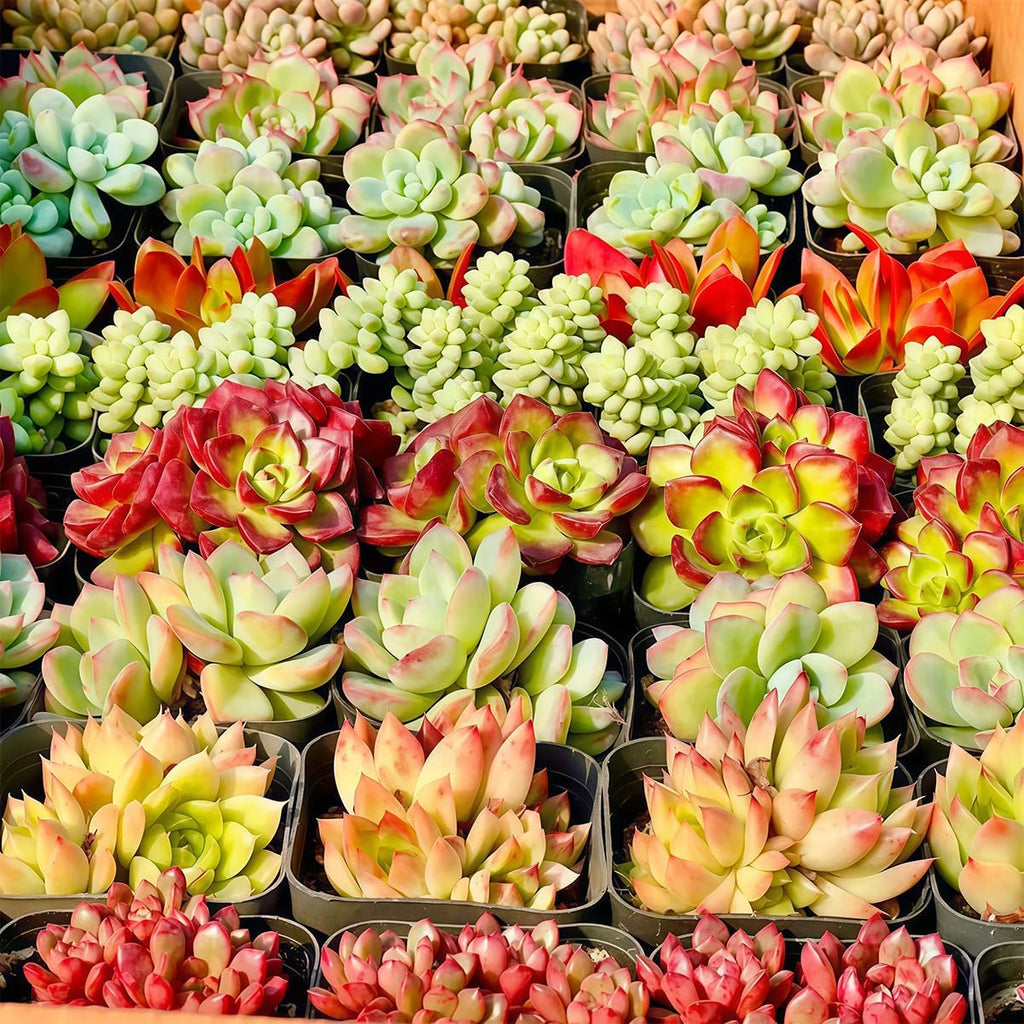 Fine Assorted Succulent Plants Live (20+ Varieties Bare Root Shipping) - Healthy Rooted Rosette Succulents for Indoor/Outdoor Gardening, DIY Terrarium, Fairy Garden & Home Decor (20-Pack)