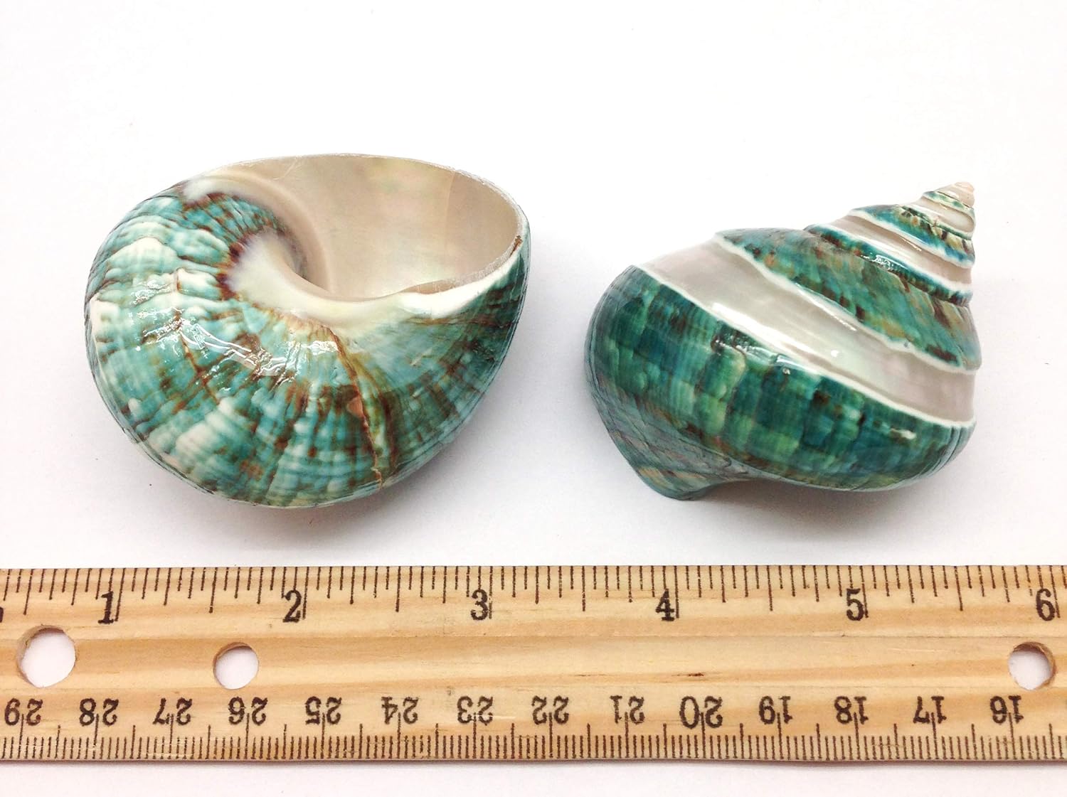 PEPPERLONELY 2 PC Natural Large Hermit Crab Shells, Banded Green Blue Gade Turbo, 2-1/2 Inch ~ 3 Inch