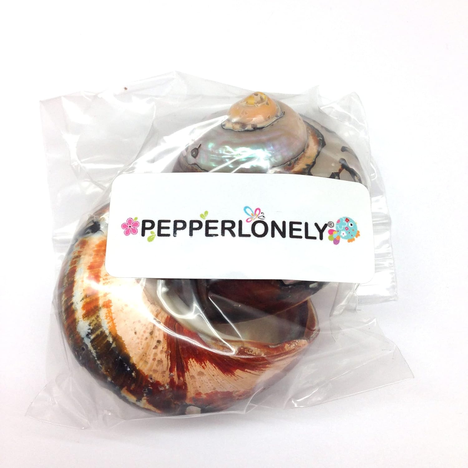 PEPPERLONELY 2 PC Hermit Crab Shells, Turbo Shells, African Sarmaticus Turbo Shell, 2 Inch~ 2-1/4 Inch