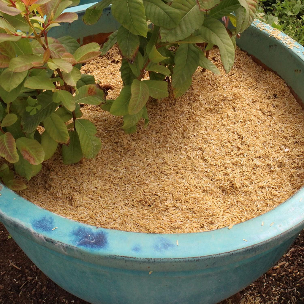 Boost Your Garden's Sustainability with Gardenera Horticultural Grade Rice Hulls - Enhance Soil Structure and Microbial Activity - 4 QUARTS