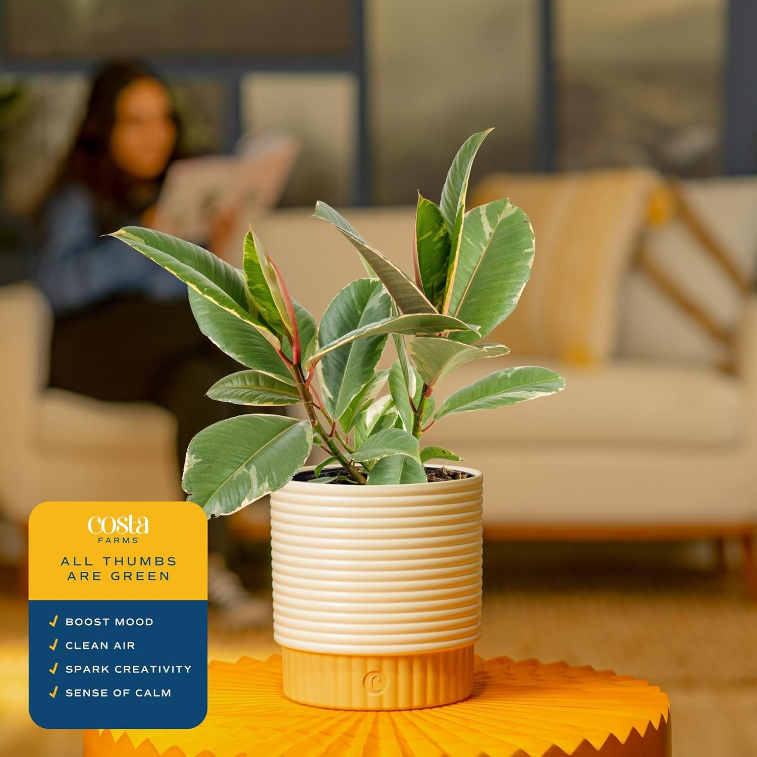 Costa Farms Ficus Tineke Live Plant in Decorative Pot, Indoor Houseplant, Perfect for Home, Room, or Office Decor, Great House Warming or Birthday Gift, 12-18 Inches Tall