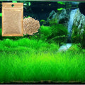 Freshwater Aquarium Decor, Easy Growing Dwarf Carpet for Fish Tank/Terrarium, Natural Aquatic Plant Growth Material – 1 Pack (Short Hair)