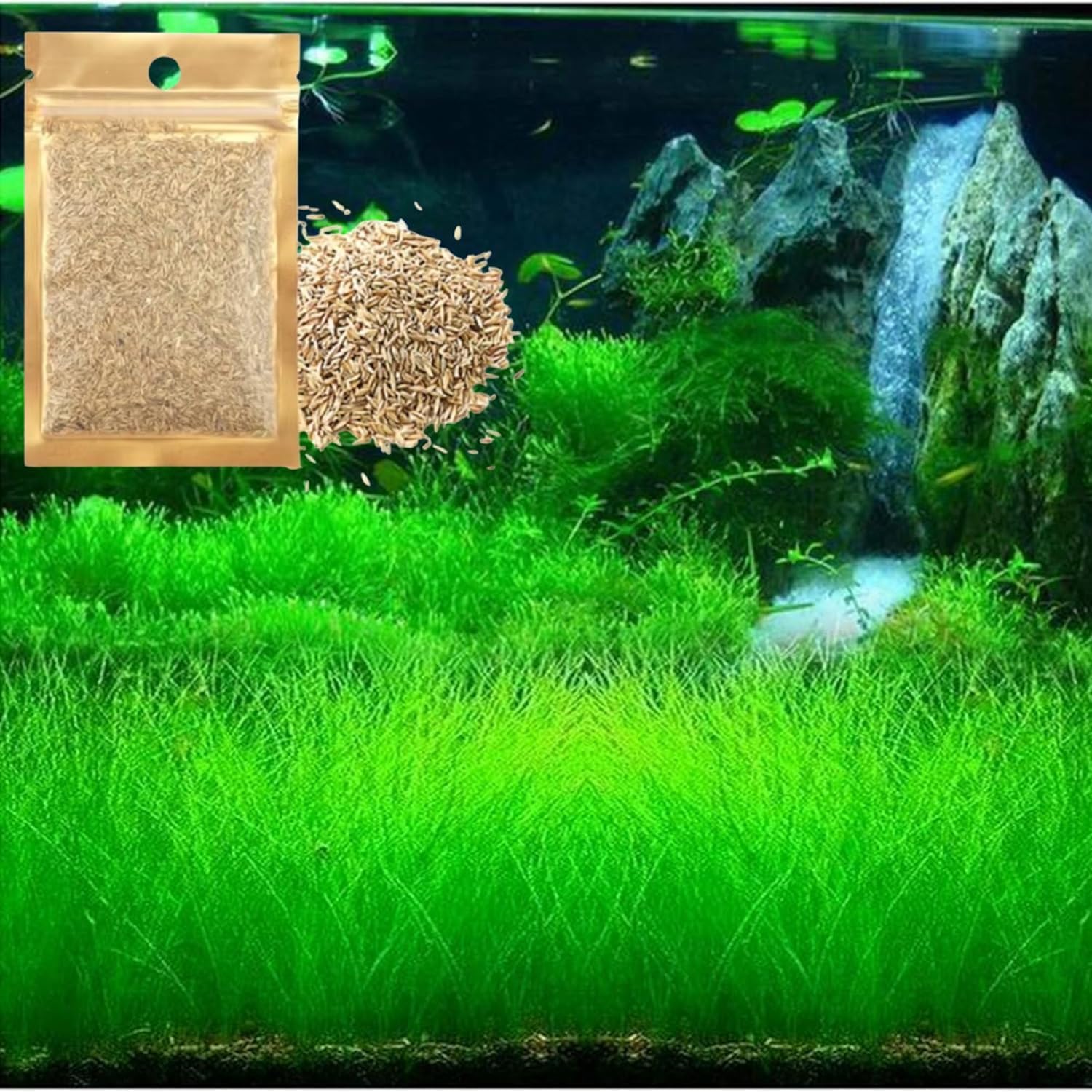 Freshwater Aquarium Decor, Easy Growing Dwarf Carpet for Fish Tank/Terrarium, Natural Aquatic Plant Growth Material – 1 Pack (Short Hair)