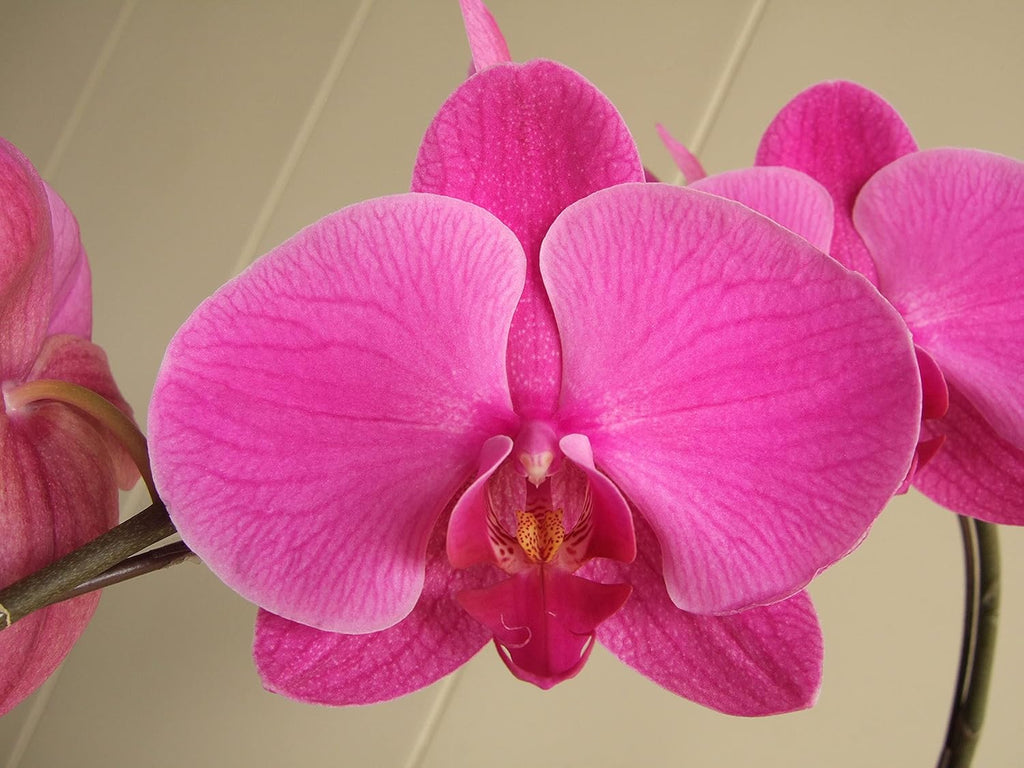 Athena's Garden 5" Phalaenopsis Orchids, Purple Blooms and Premium Container, One Size