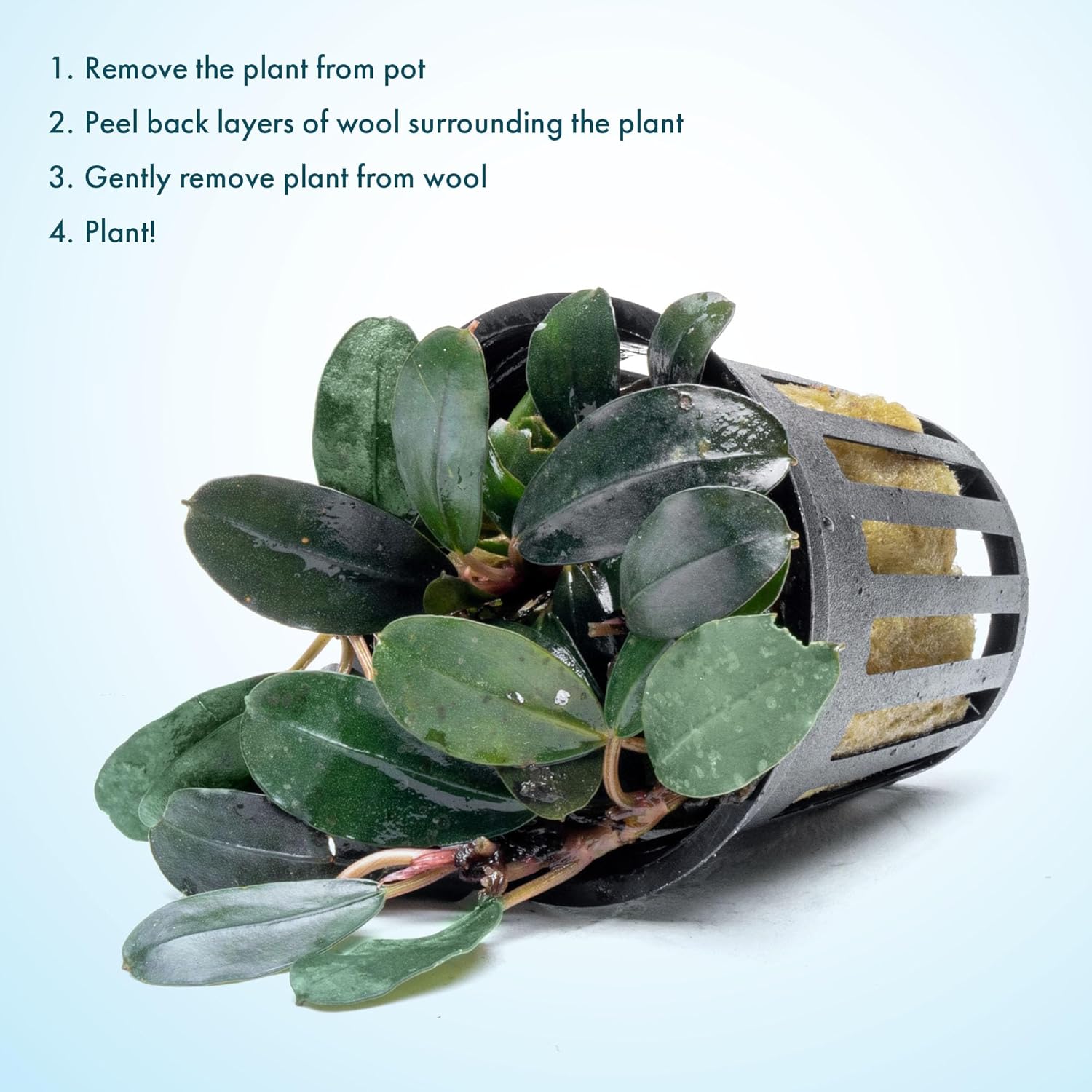 SubstrateSource Bucephalandra Kedagang Round Potted Live Aquarium Plant - Natural Freshwater Fish Tank Decorations, Aquatic Decor
