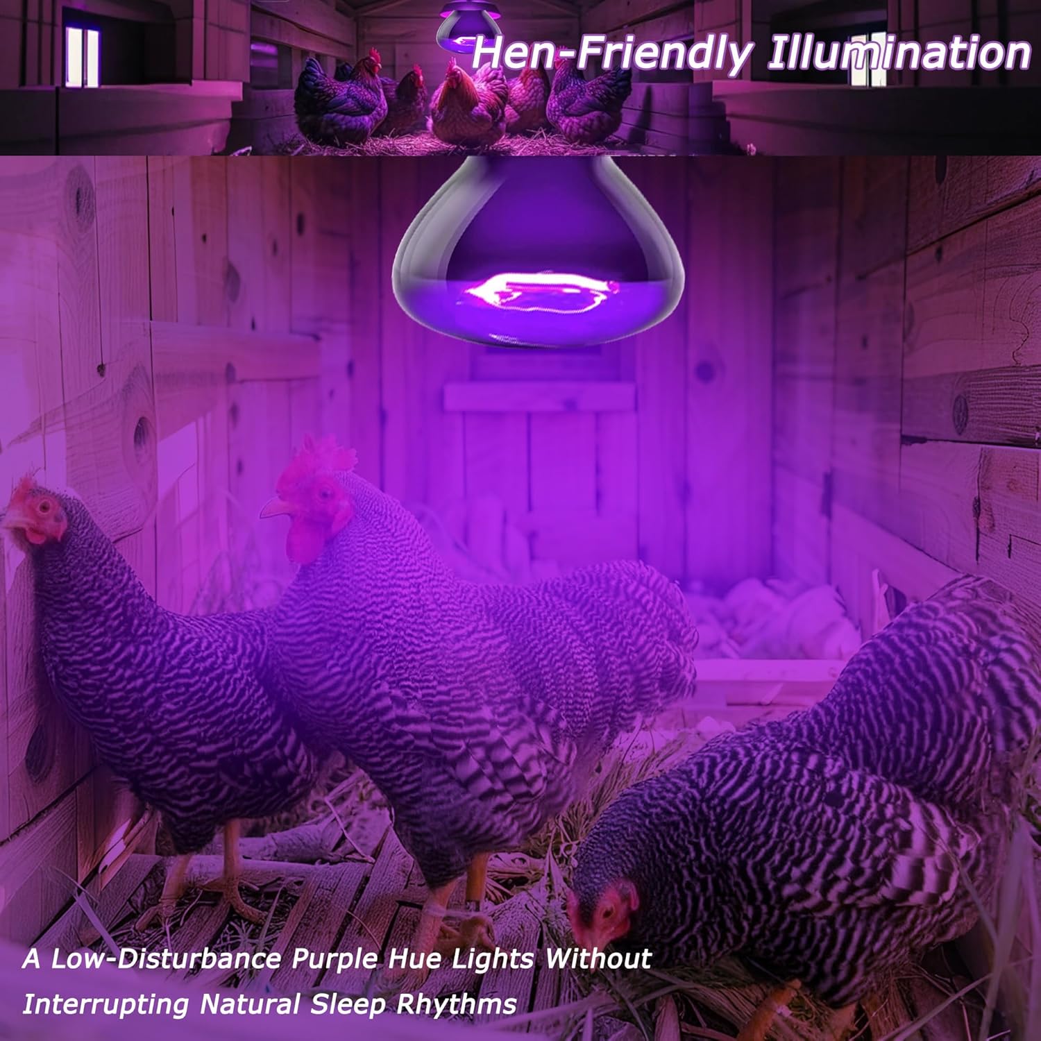 Reptile Moonlight Bulb 60W – Soft Purple Night Light for Nocturnal Viewing, Sleep-Friendly, 2000H Life, E26 Base