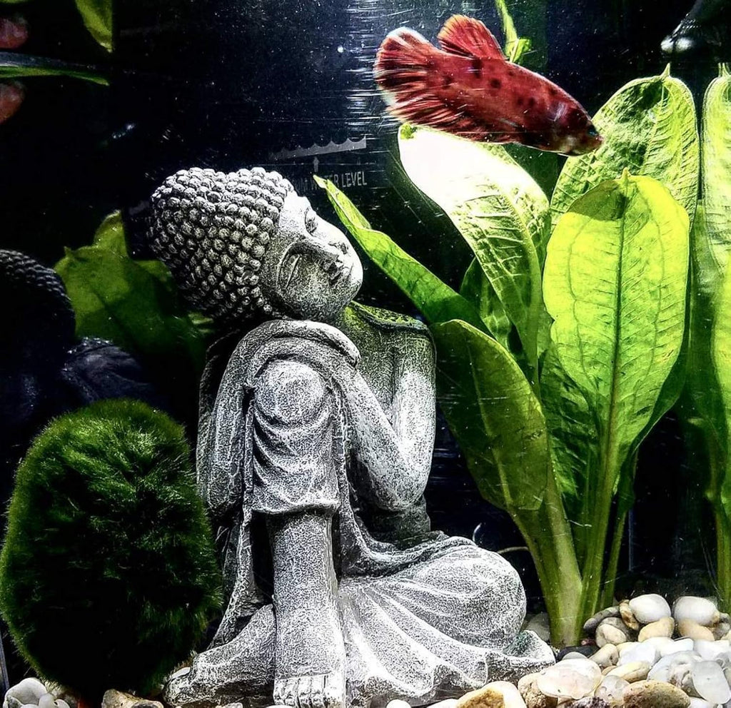4 Species Freshwater Live Aquarium Plant Package Set Java Fern - Rosette Amazon Sword - Hygrophila Corymbosa - Java Fern Windelov