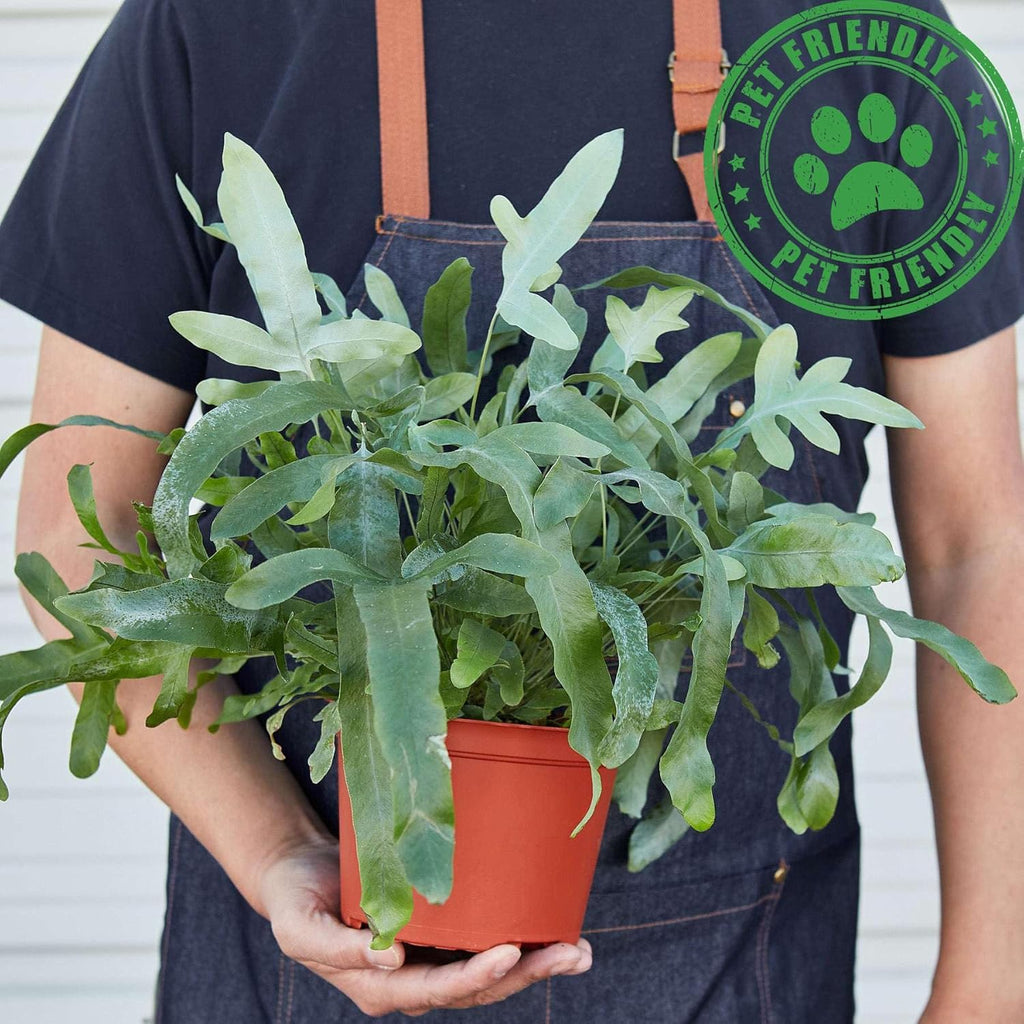 Fern Blue Star Live Plant for Indoor | Different Houseplants in 4'' & 6'' Pot | Real House Plant for Living Room, Office, Desk & Bathroom | Blue Star | Phlebodium aureum