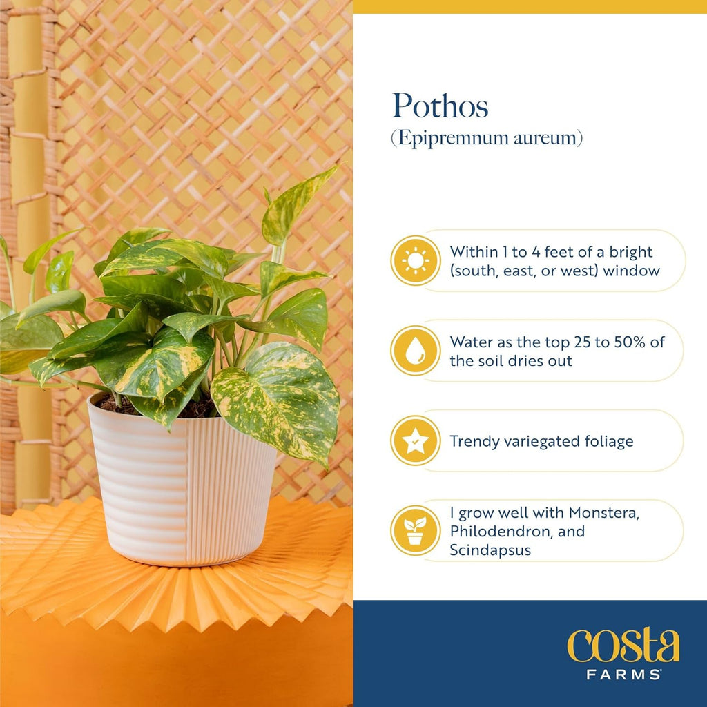 Costa Farms Pothos Live Plants (2-Pack), Easy Care Vining Live Indoor Houseplants, Air Purifier Trailing Plants Potted in Nursery Pots, Potting Soil, Gift for Office and Home Decor, 8-Inches Tall