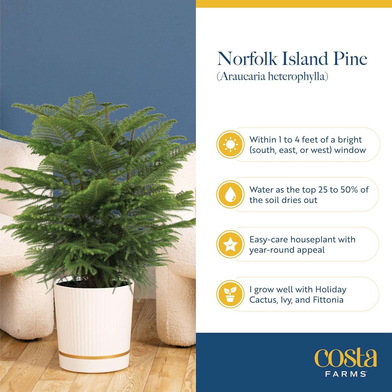 Costa Farms Norfolk Island Pine, Live Christmas Tree Plant in Holiday Decorative Plant Pot, Includes Ornaments, Indoor Houseplant, Holiday Room Décor, Decorations, or Gift, 16-22 Inches Tall