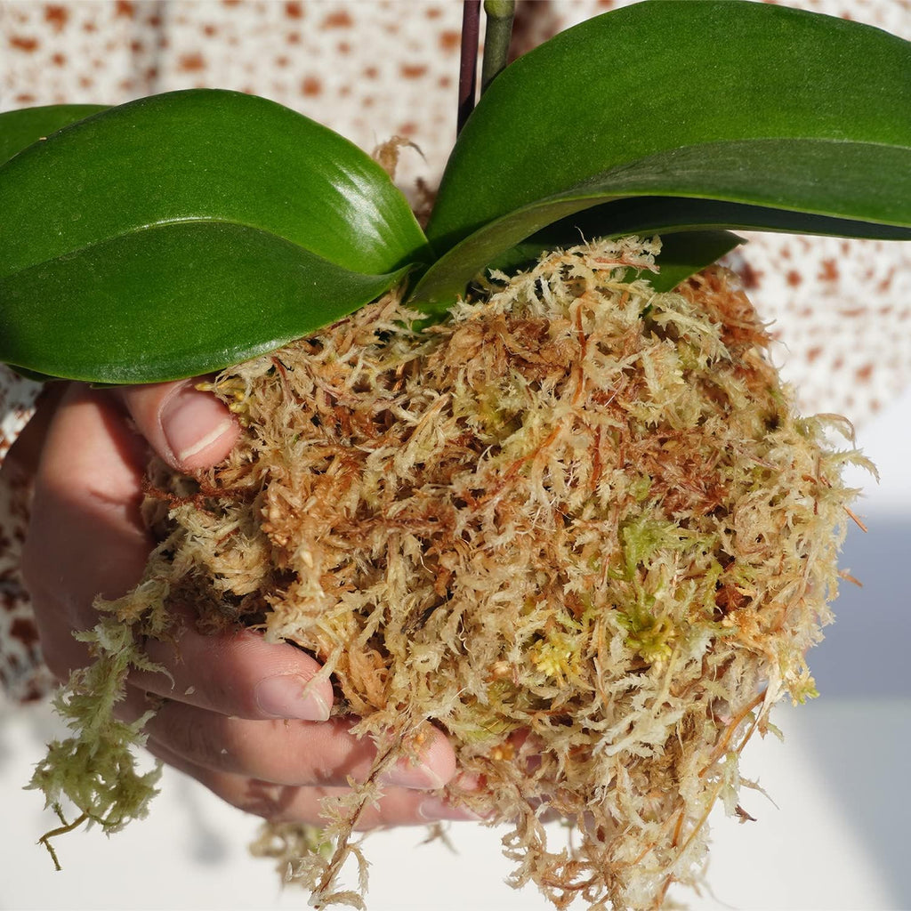 Sphagnum Moss 34QT for Plant Propagation, Great Orchid Potting Mix, Help with Maintain Humidity, 10oz