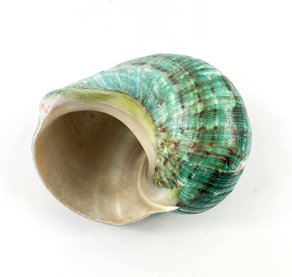 Heyiwell Natural Large Jade Turbo Seashells&Hermit Crab Shells 3.5"~4.5" Inch