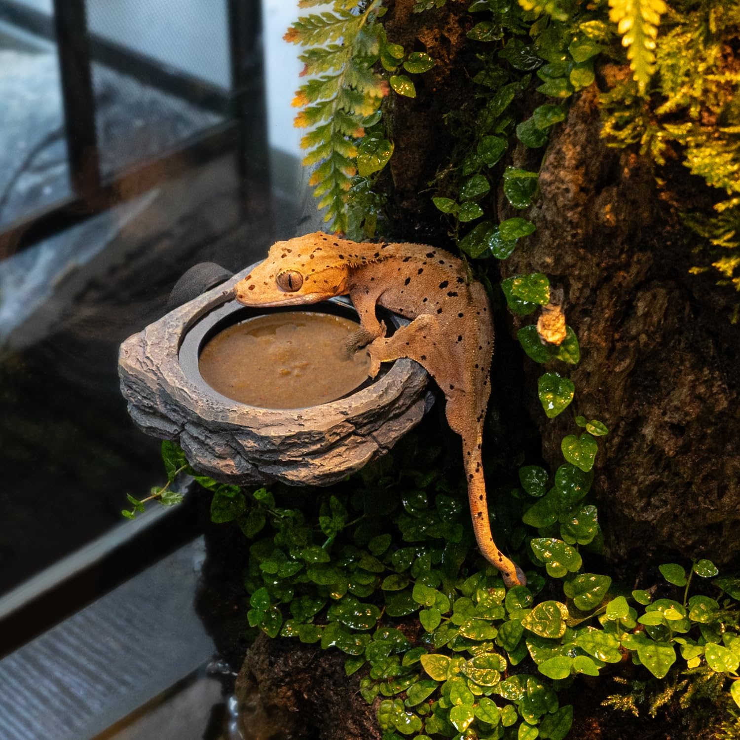 Wacool Magnetic Gecko Ledge - Single Bowl Reptile Feeding Tray with 3 Feeding Cups for Geckos, Lizards, Chameleons and Reptile Pets