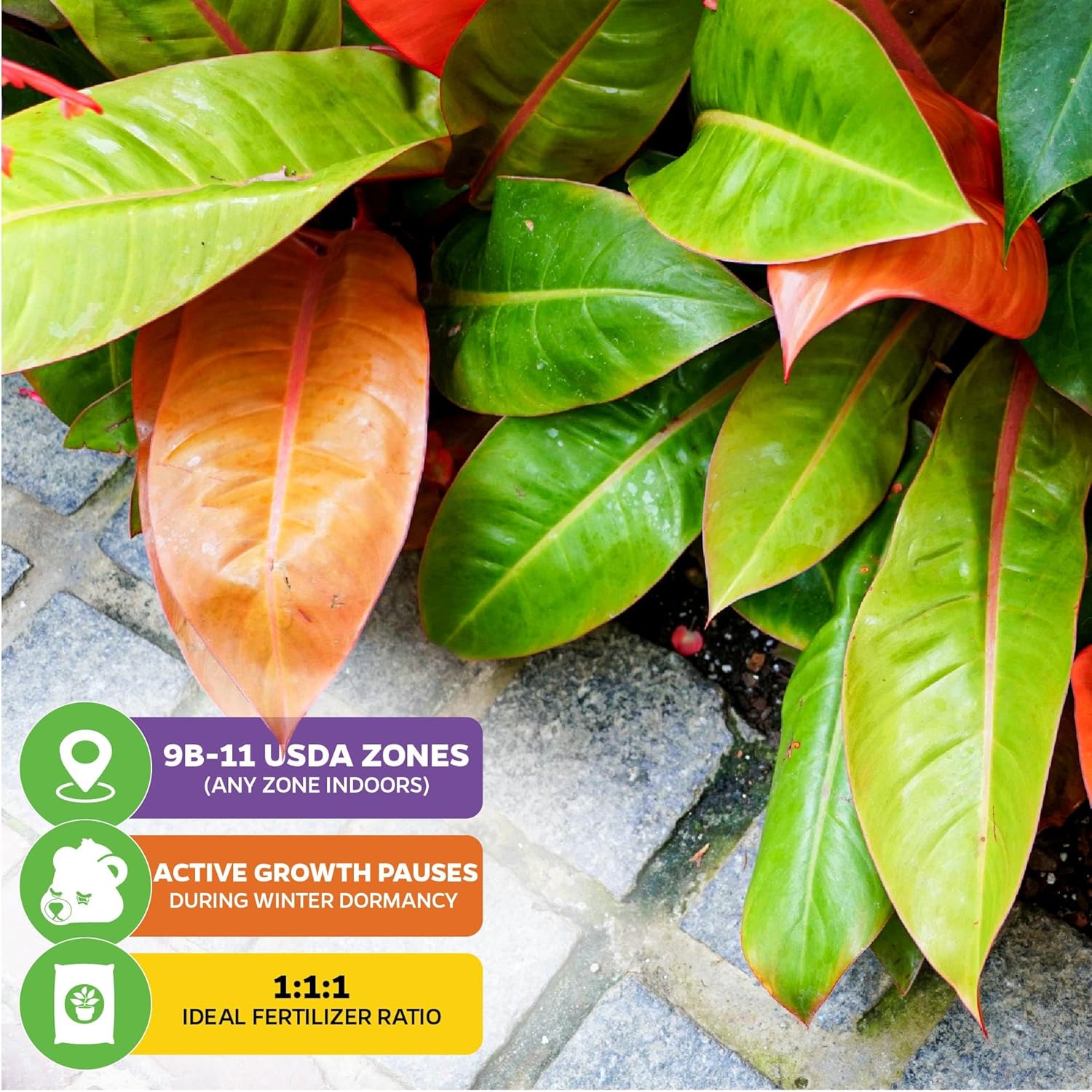 Philodendron Prince of Orange - Philodendron by Wellspring Gardens - Vibrant, Easy Care Indoor - Outdoor Plant with Dynamic Color - Changing Foliage - Plant Enthusiast - Garden Plants