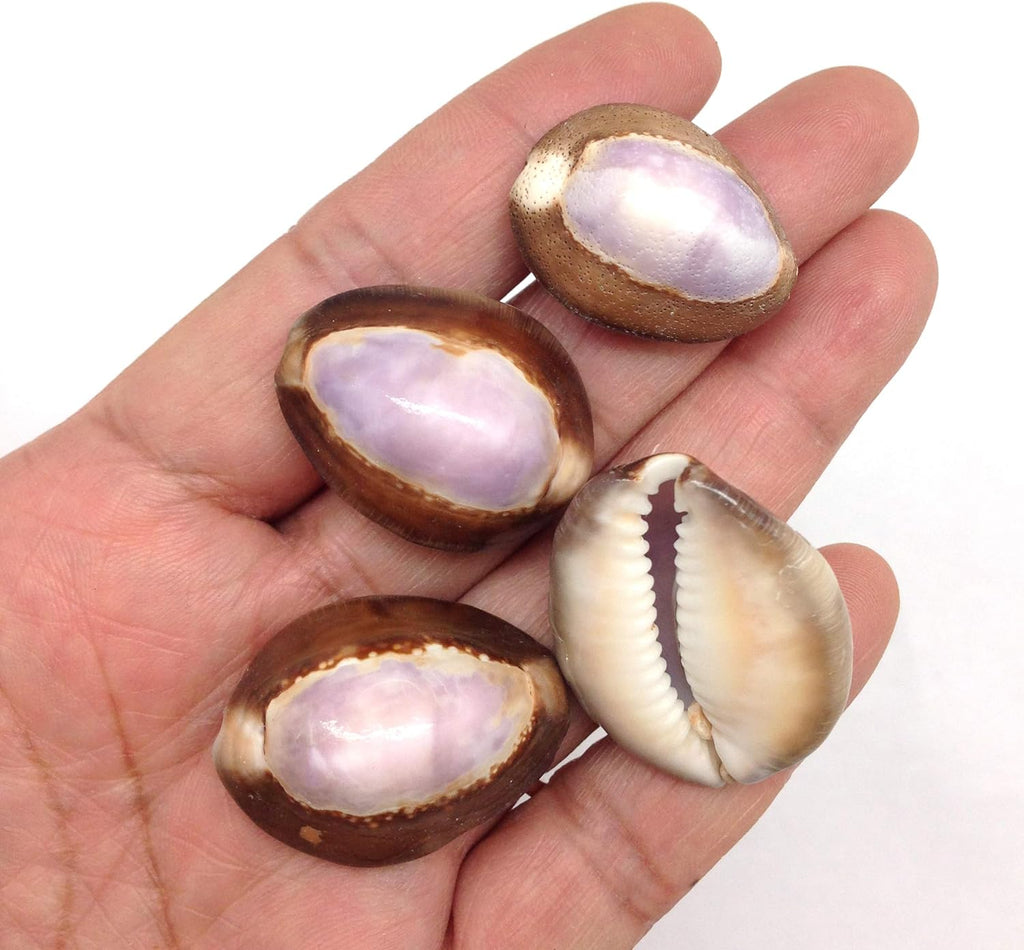 PEPPERLONELY 20 PC Purple Top Cowrie Sea Shells, 3/4 Inch ~ 1-1/4 Inch