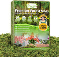 Legigo 3.5 OZ Green Moss for Crafts, Real Forest Moss for Plants Indoor, Table Decorative Centerpieces, Artificial Fairy Garden, Wedding Party Decor, Fake Potted Plants and DIY Craft Projects