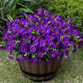 Artificial Faux Flowers for Outdoor 16 Bundles Boxwood Fake Morning Glory for Planter,UV Resistant Fake Flowers for Home Porch Patio Outside（Purple）