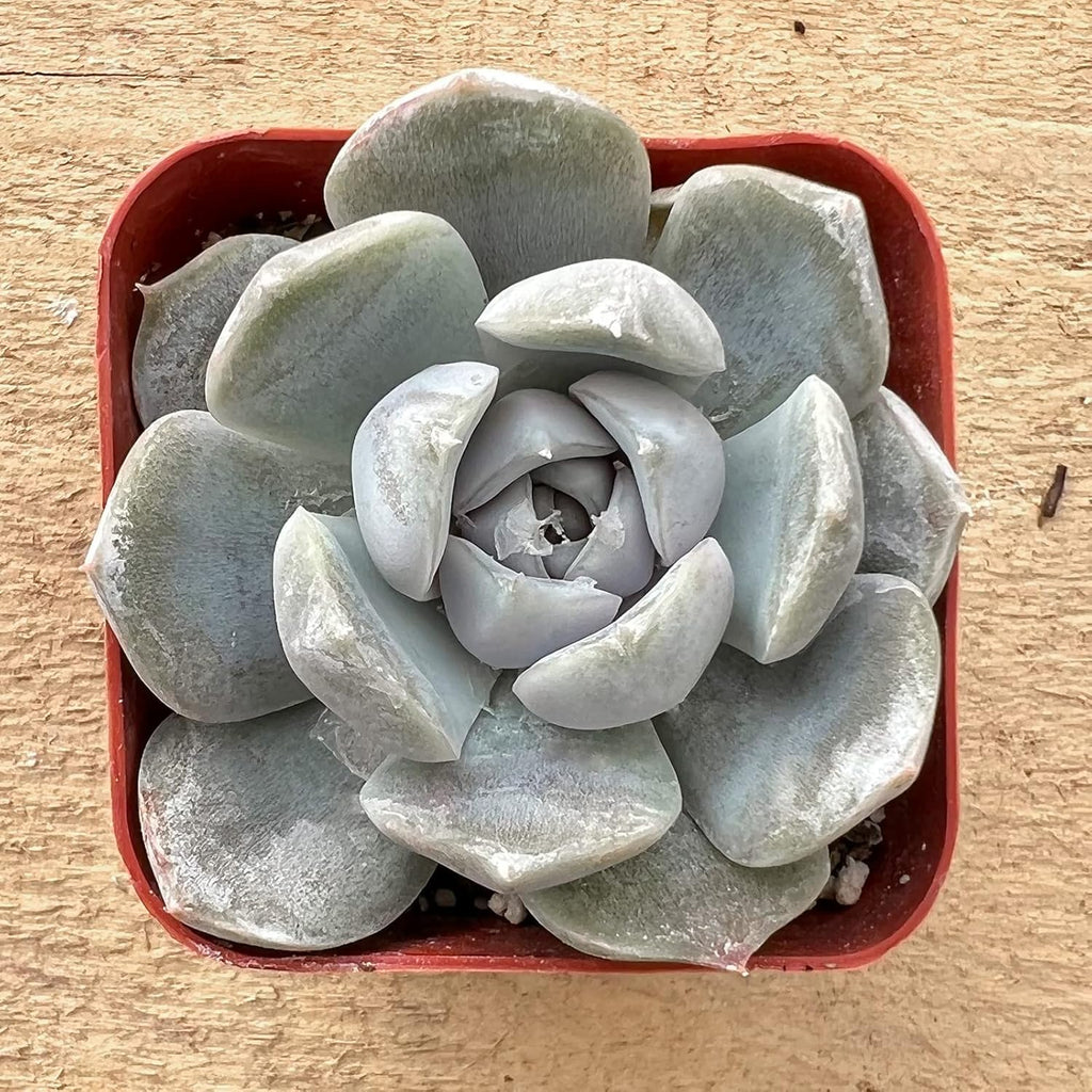 Sprout N Green Echeveria 'Snow Bunny', Mini Live Succulent Fully Rooted in 2 inch Starter Pot with Soil Mix, House Plant for Indoor Outdoor Home Office Wedding Decoration Party Favor