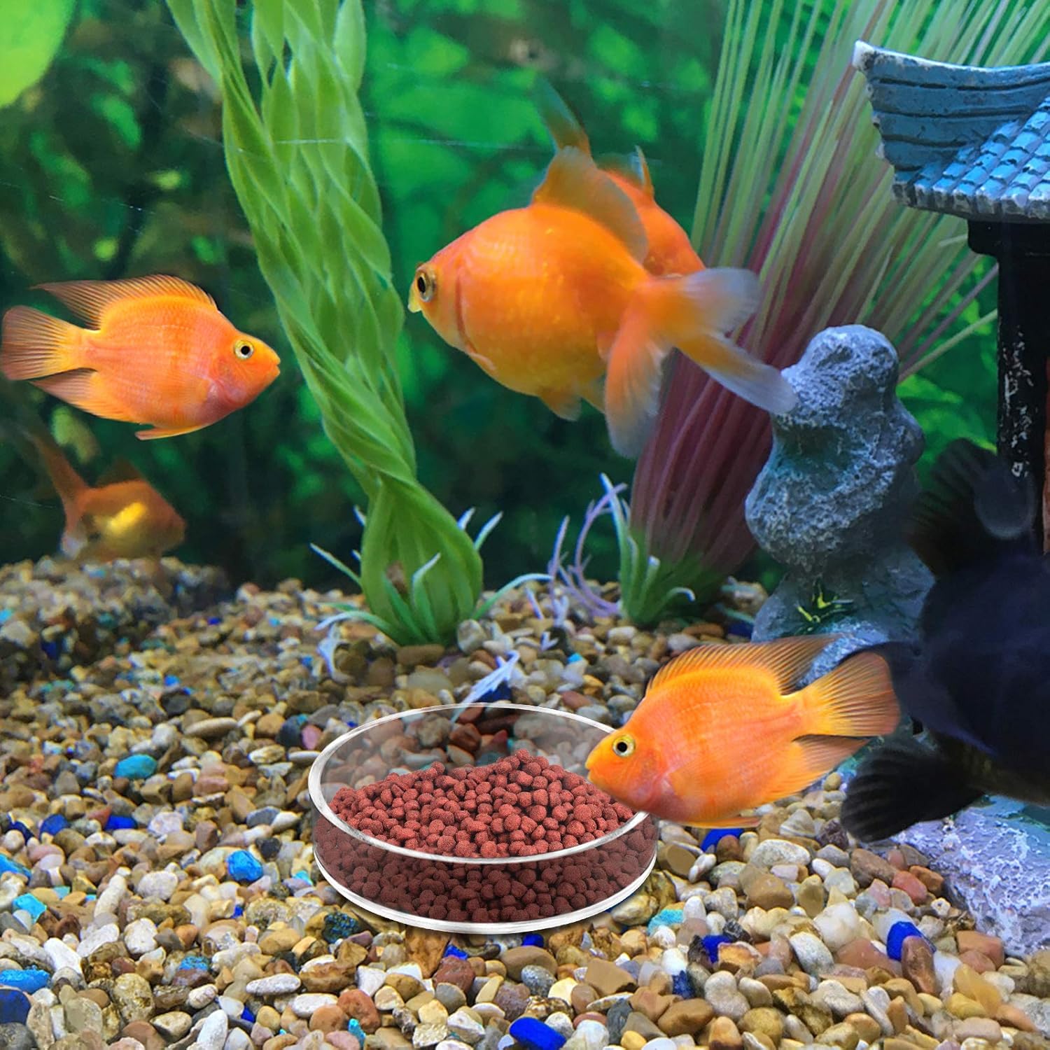 Aquarium Shrimp Feeder Dish Round Clear Fish Tank Feeding Dish Bowls (65mm)