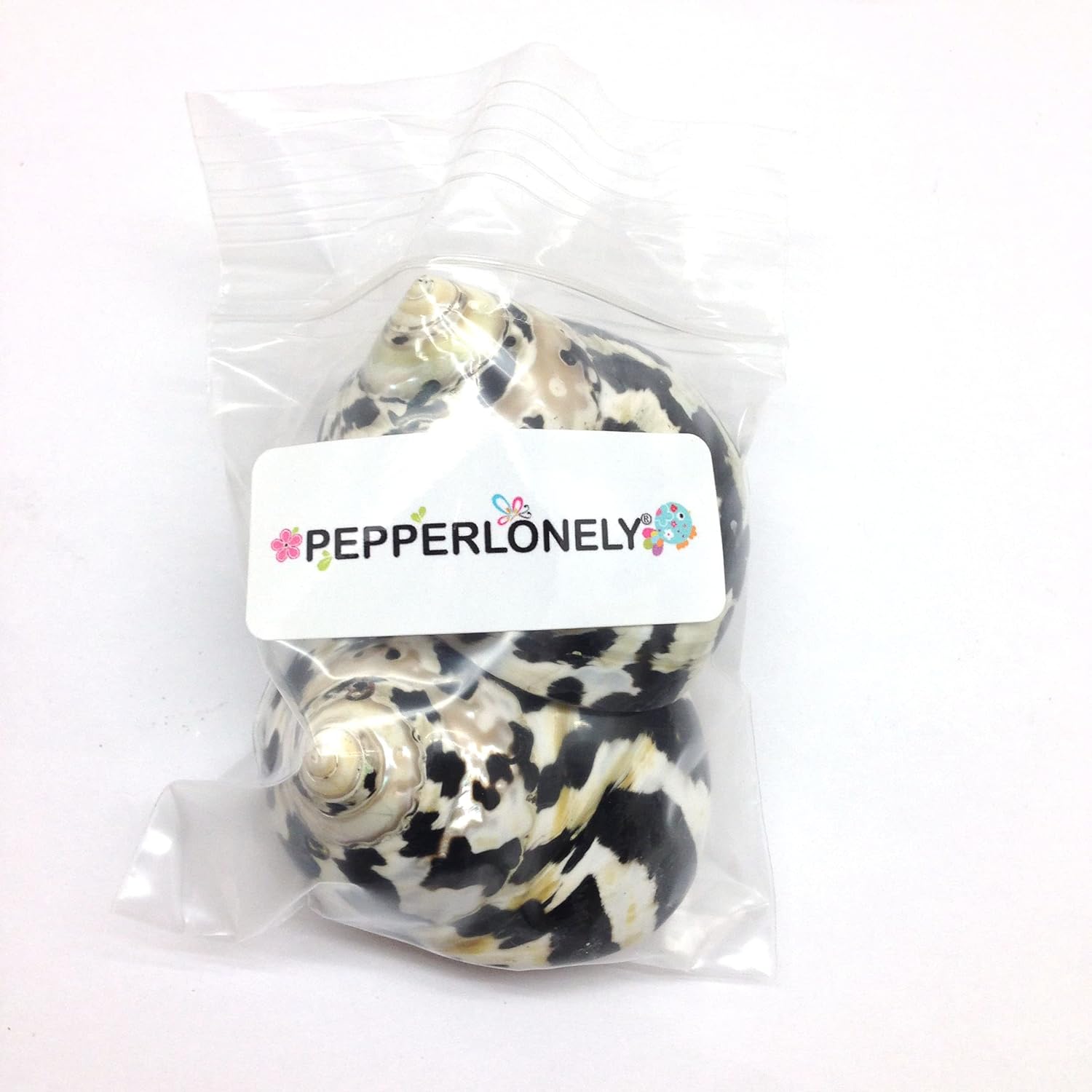 PEPPERLONELY 2 PC Polished Black Magpie Turbo Sea Shell, Hermit Crab Sea Shells, 2-1/4 Inch ~ 2-3/4 Inch