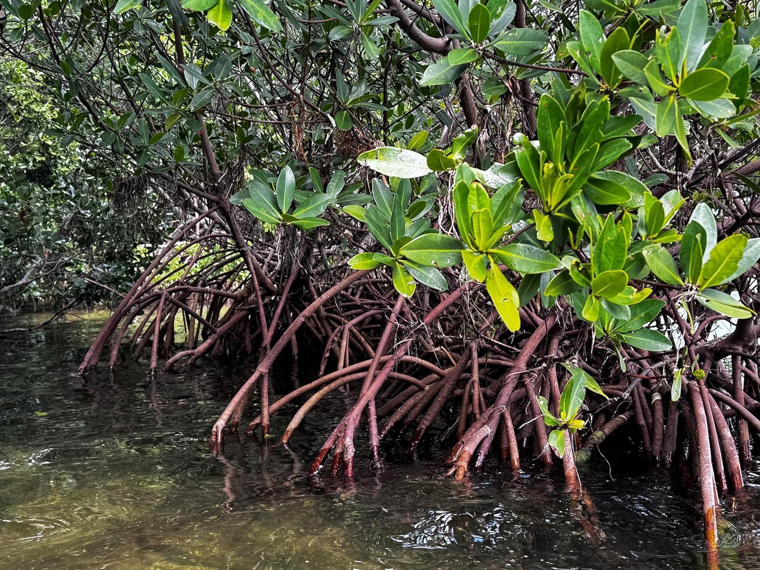 Generic AquaGardens | Red Mangrove - Live Plant (Large), Green