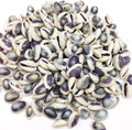 PEPPERLONELY Purple Ring Cowrie Sea Shells, 8 OZ Approx. 250+PC Shells, 1/2 Inch